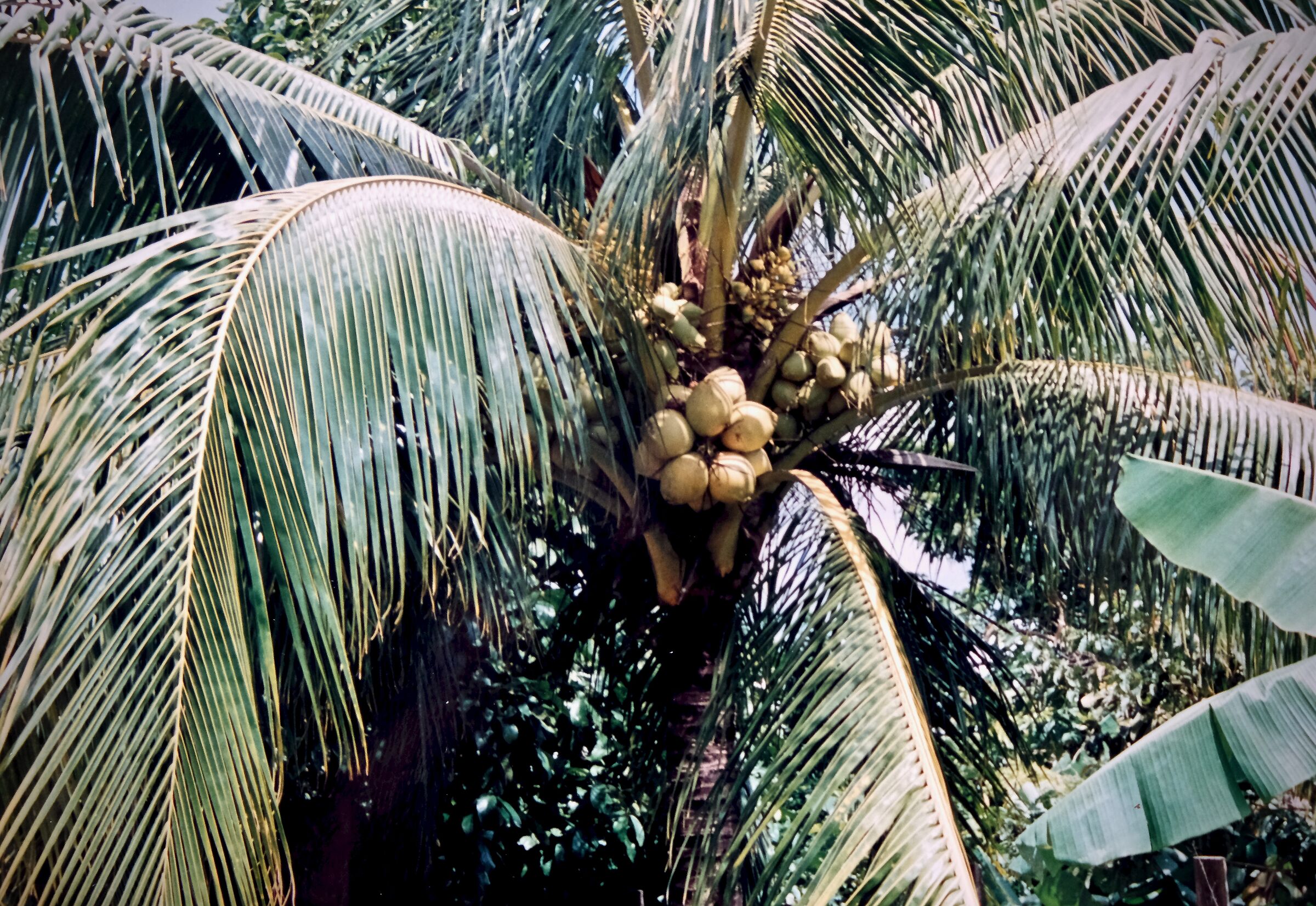 Palma di cocco