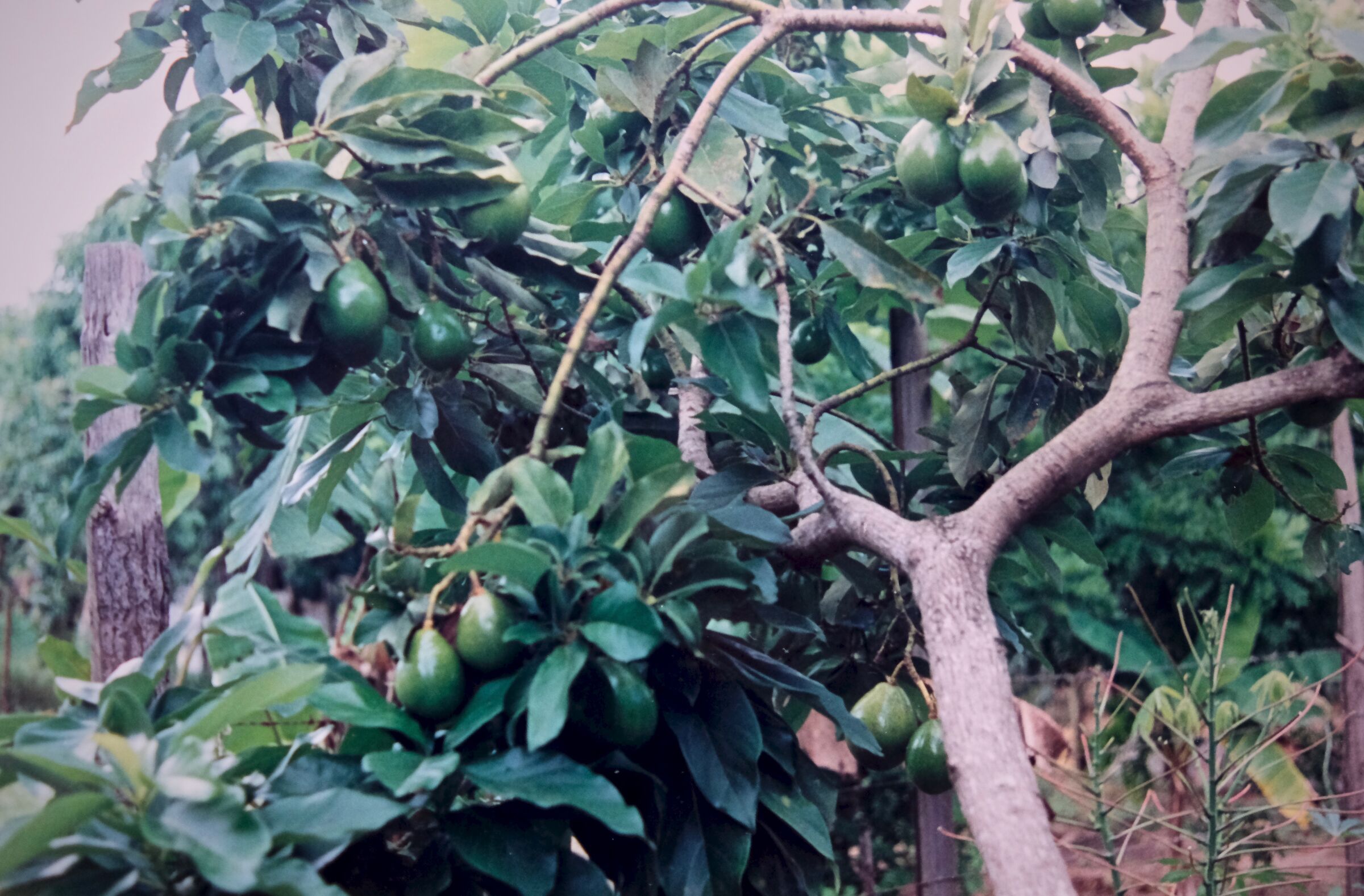 Albero di abogado