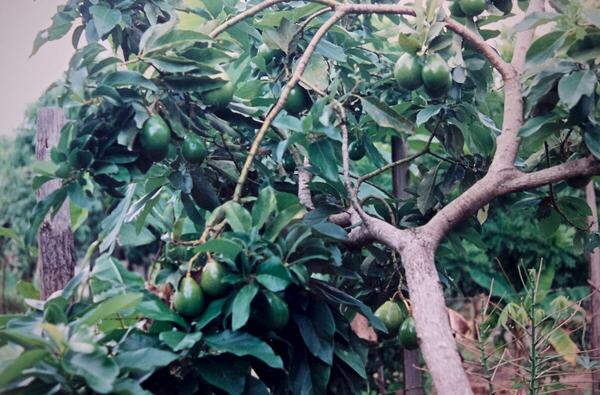 Foto