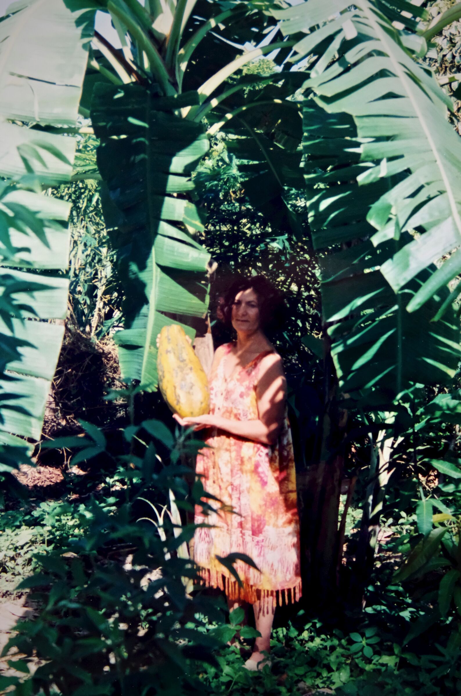 Fruit of Lechosa of Venezuela