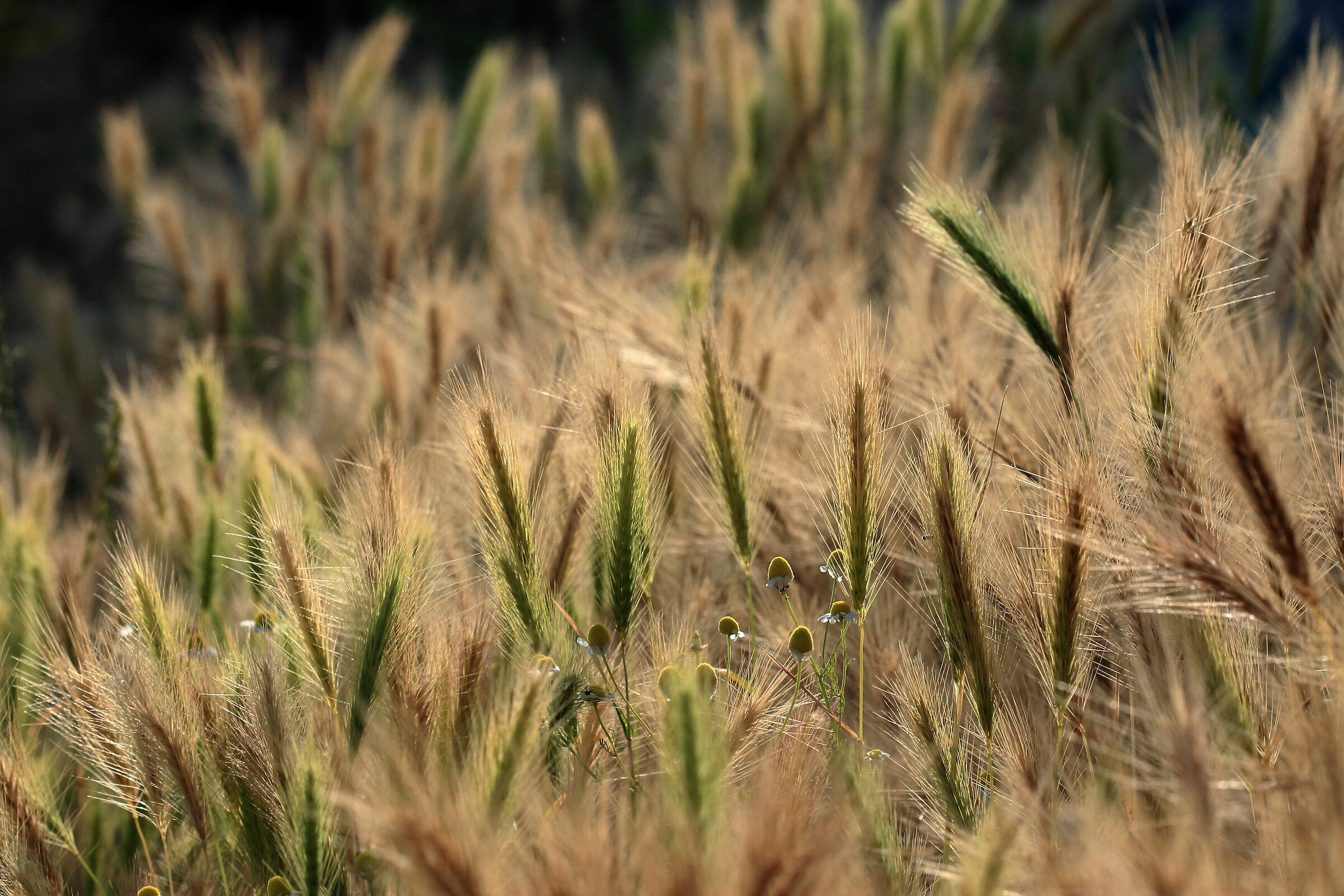 Che ne sai tu di un campo di grano...