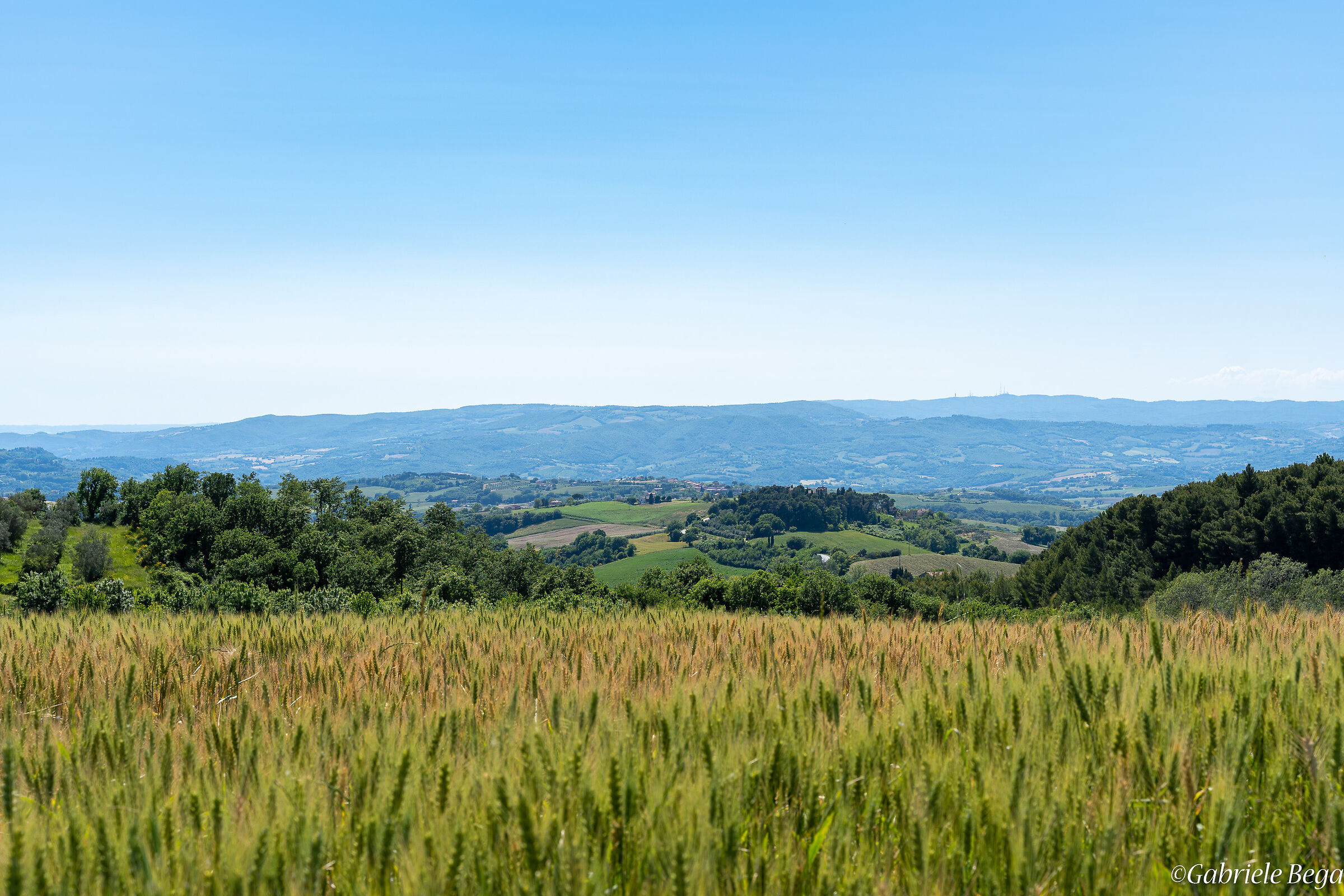 Uno sguardo oltre le spighe