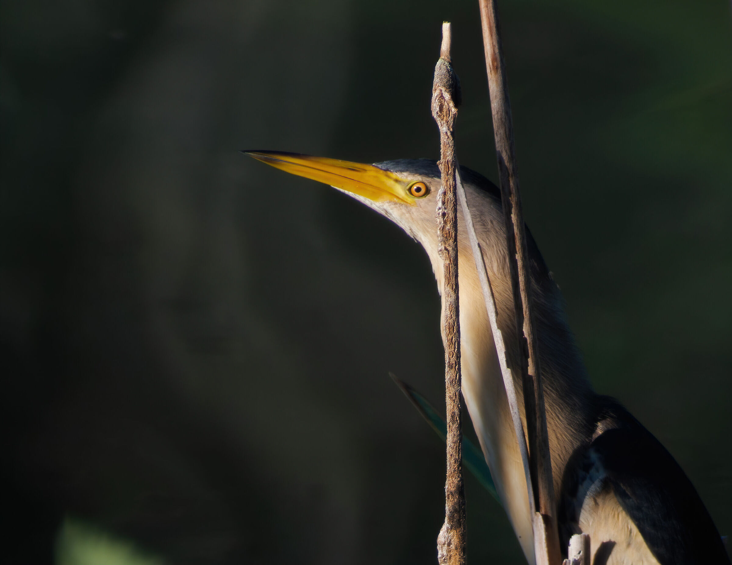 There's no point in hiding!