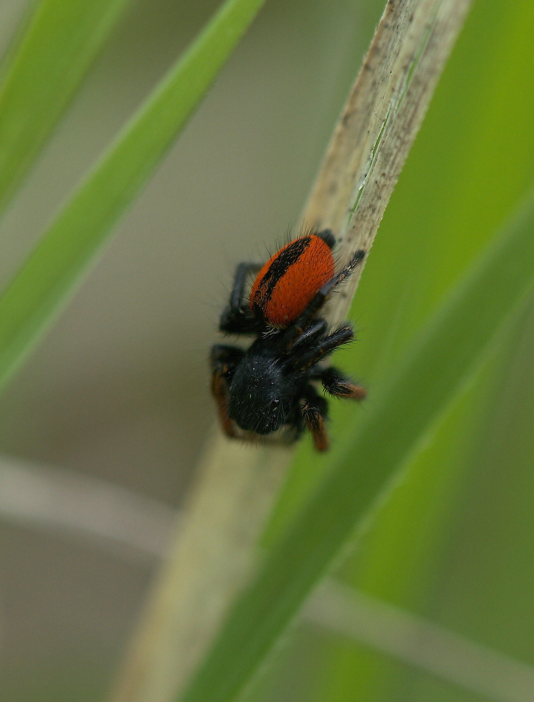 Philaeus chrysops