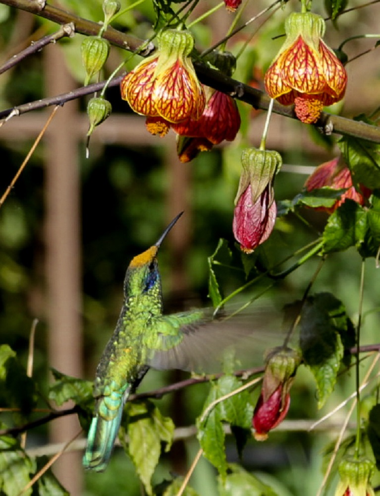 Colibri