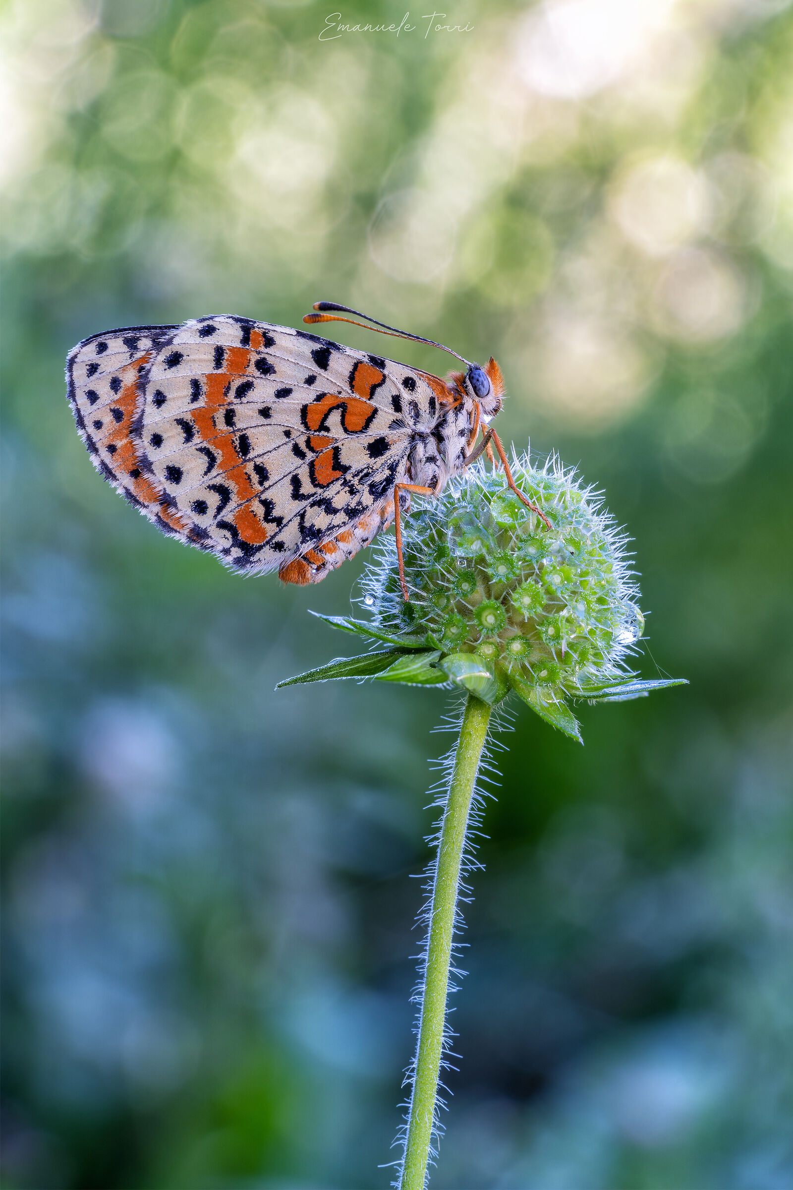 Nymphalidae Melitaea