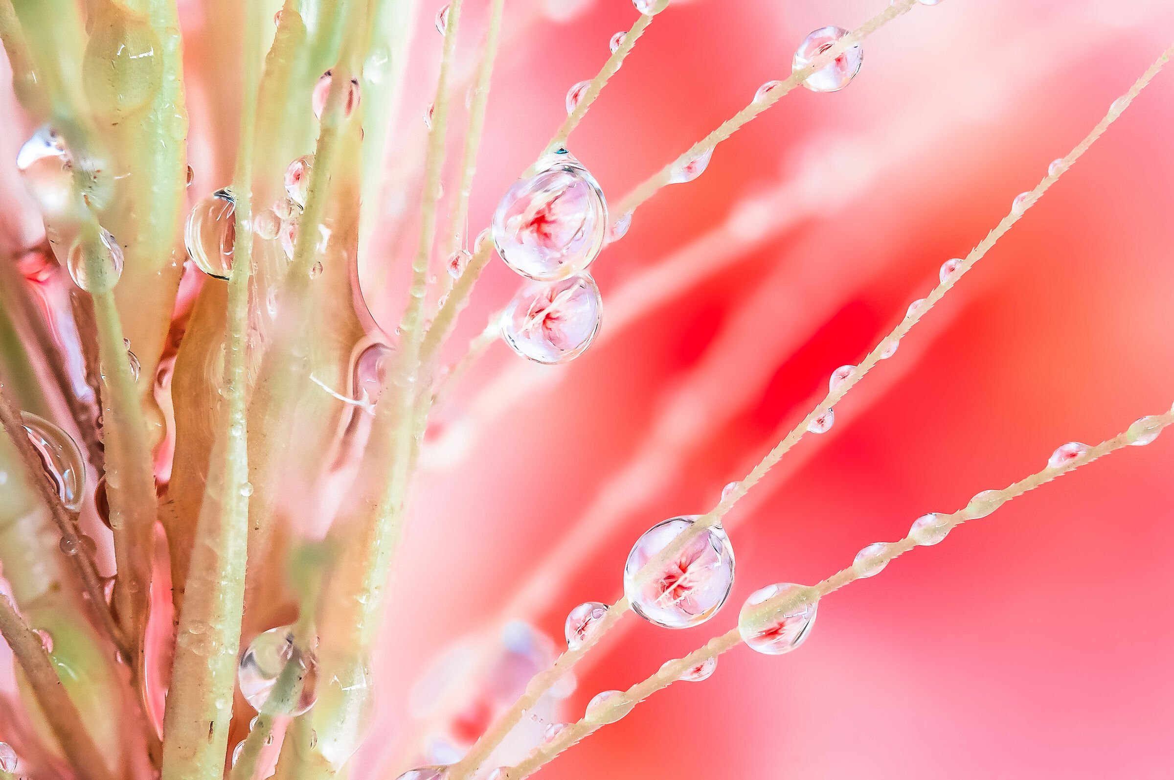 Drops e Flowers Gocce e Fiori Riflessi Macro Fotografia