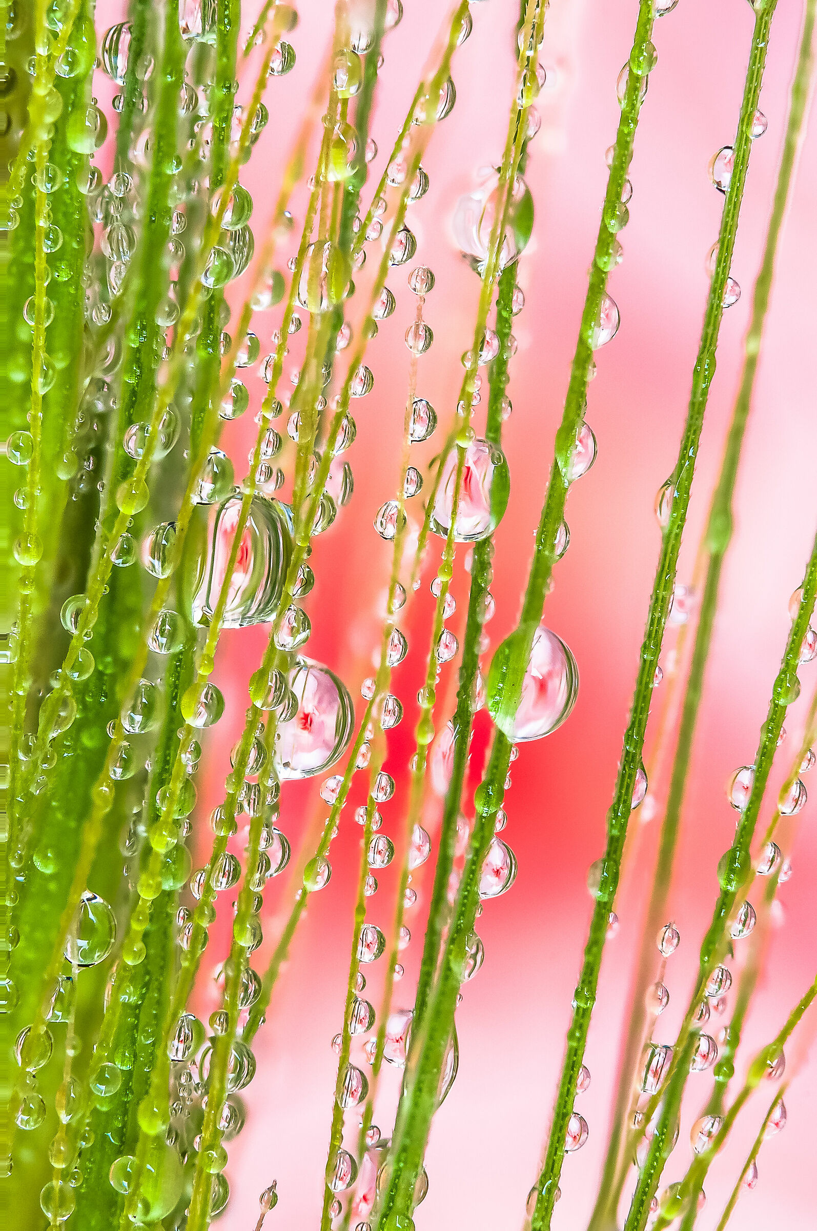 Drops e Flowers Gocce e Fiori Riflessi Macro Fotografia