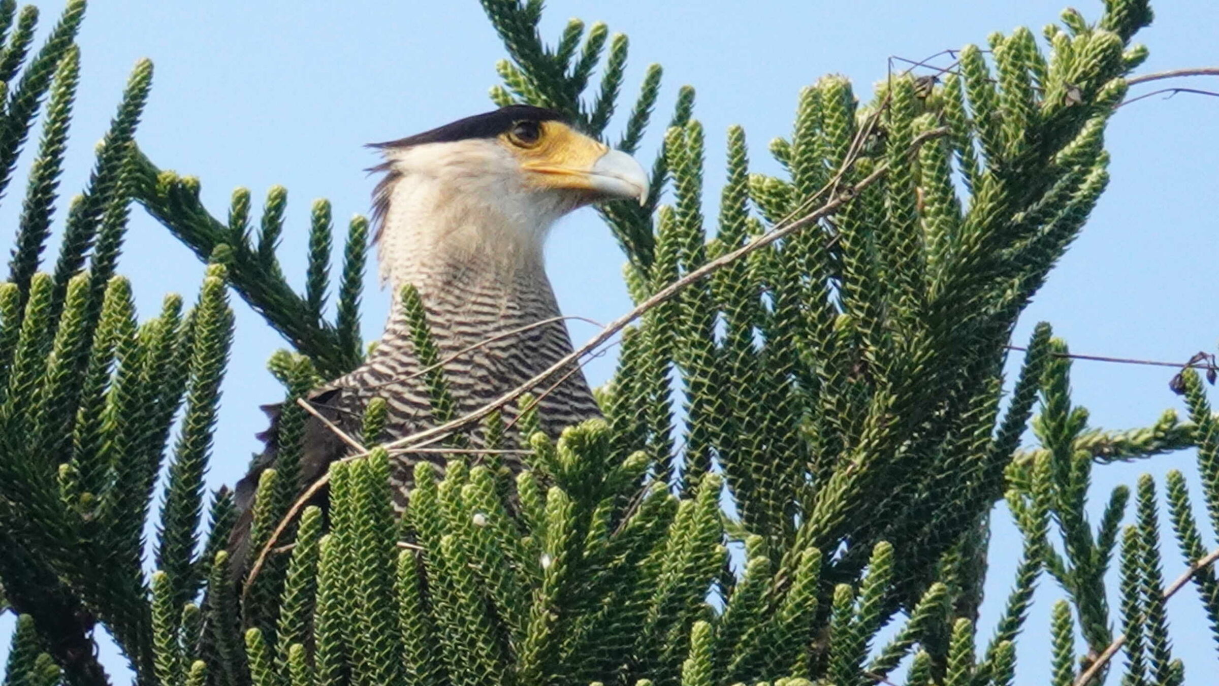 Caracara
