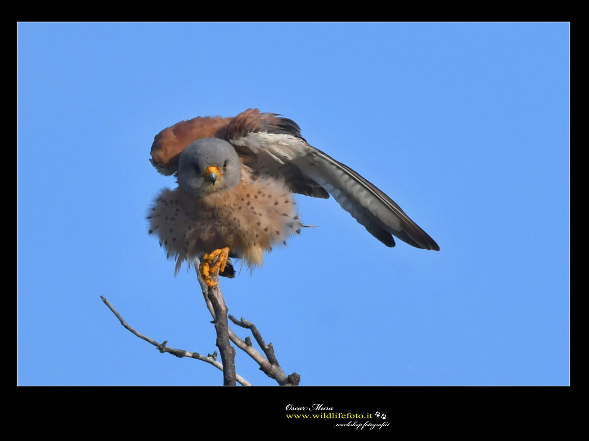 Falco Grillaio Sardegna www.wildlifefoto.it