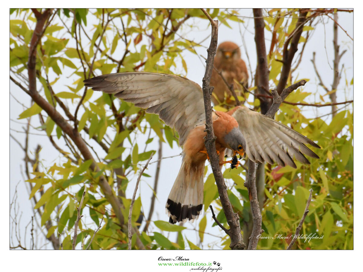 Falco Grillaio Sardegna www.wildlifefoto.it