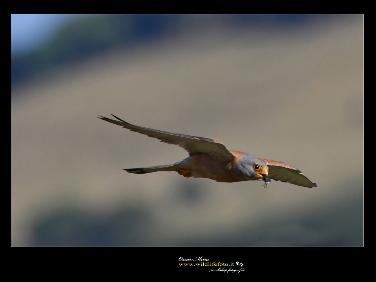 Falco Grillaio Sardegna www.wildlifefoto.it