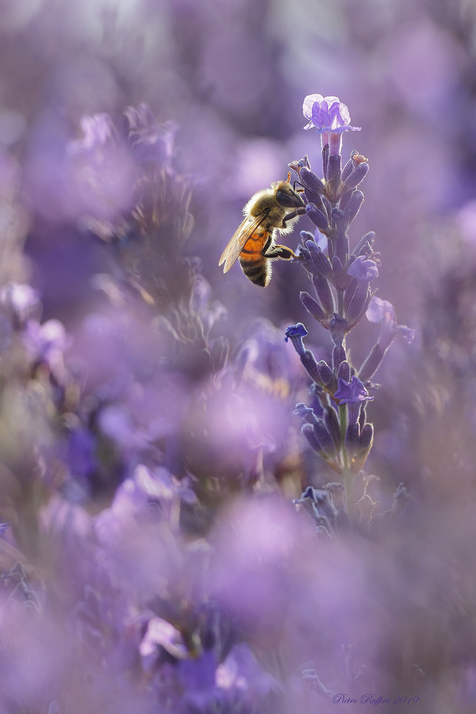 Controluce nella lavanda