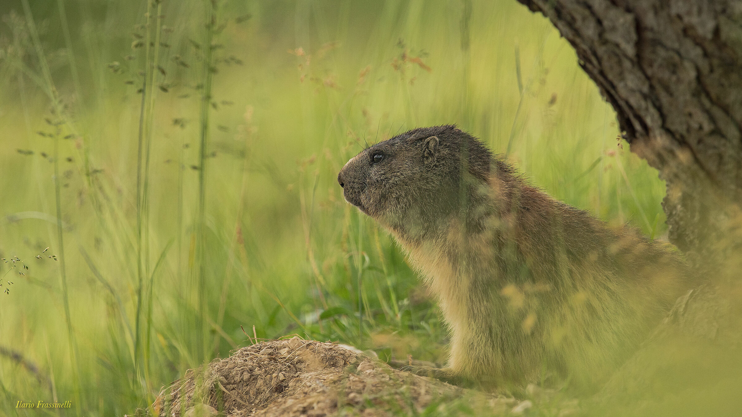 Marmot guarding the lair