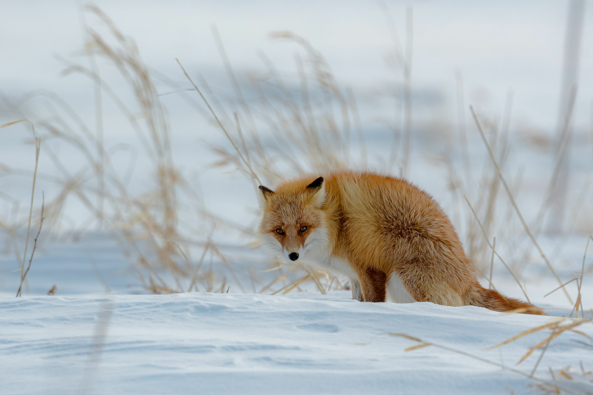 Red Fox