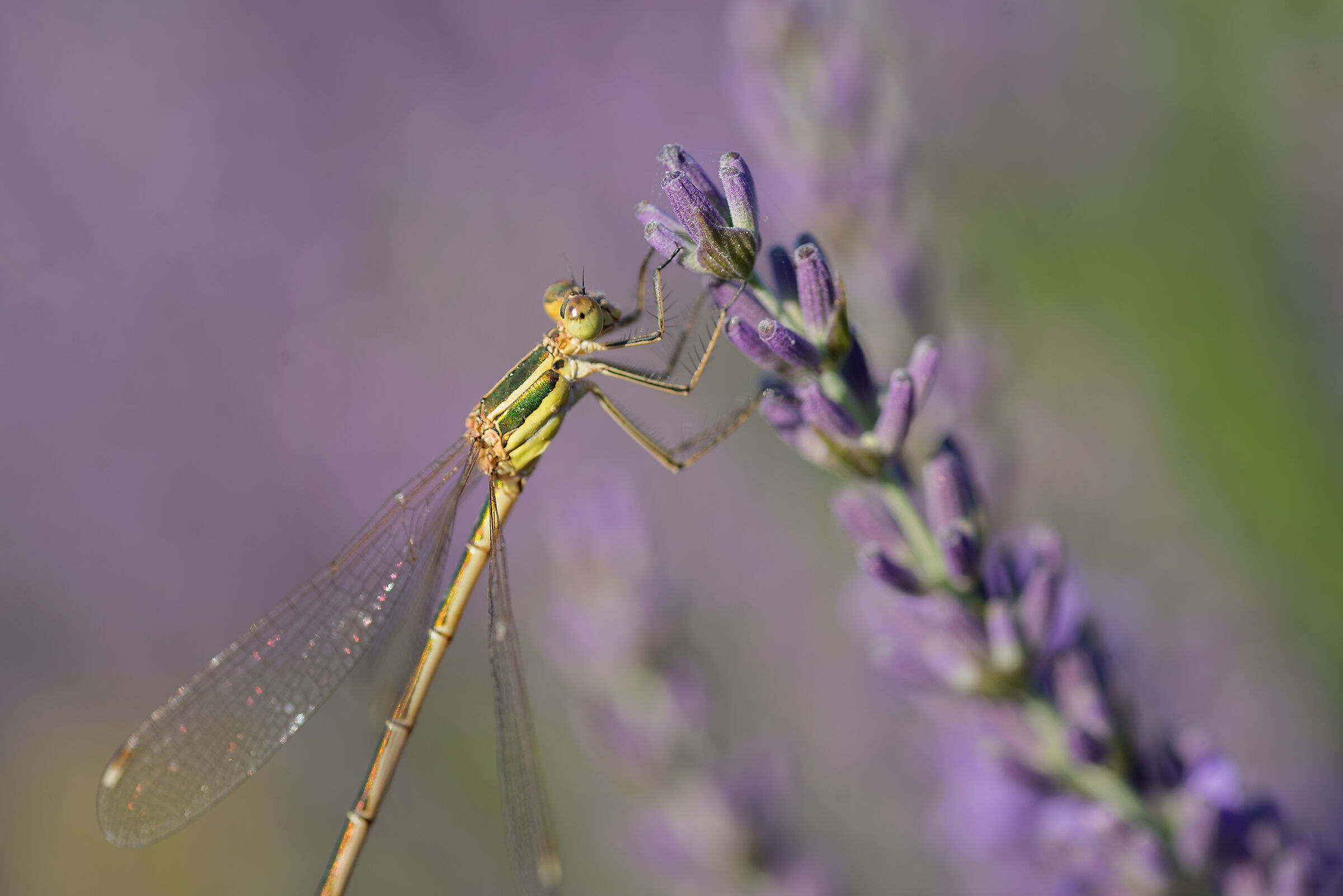 Lavender dragonfly