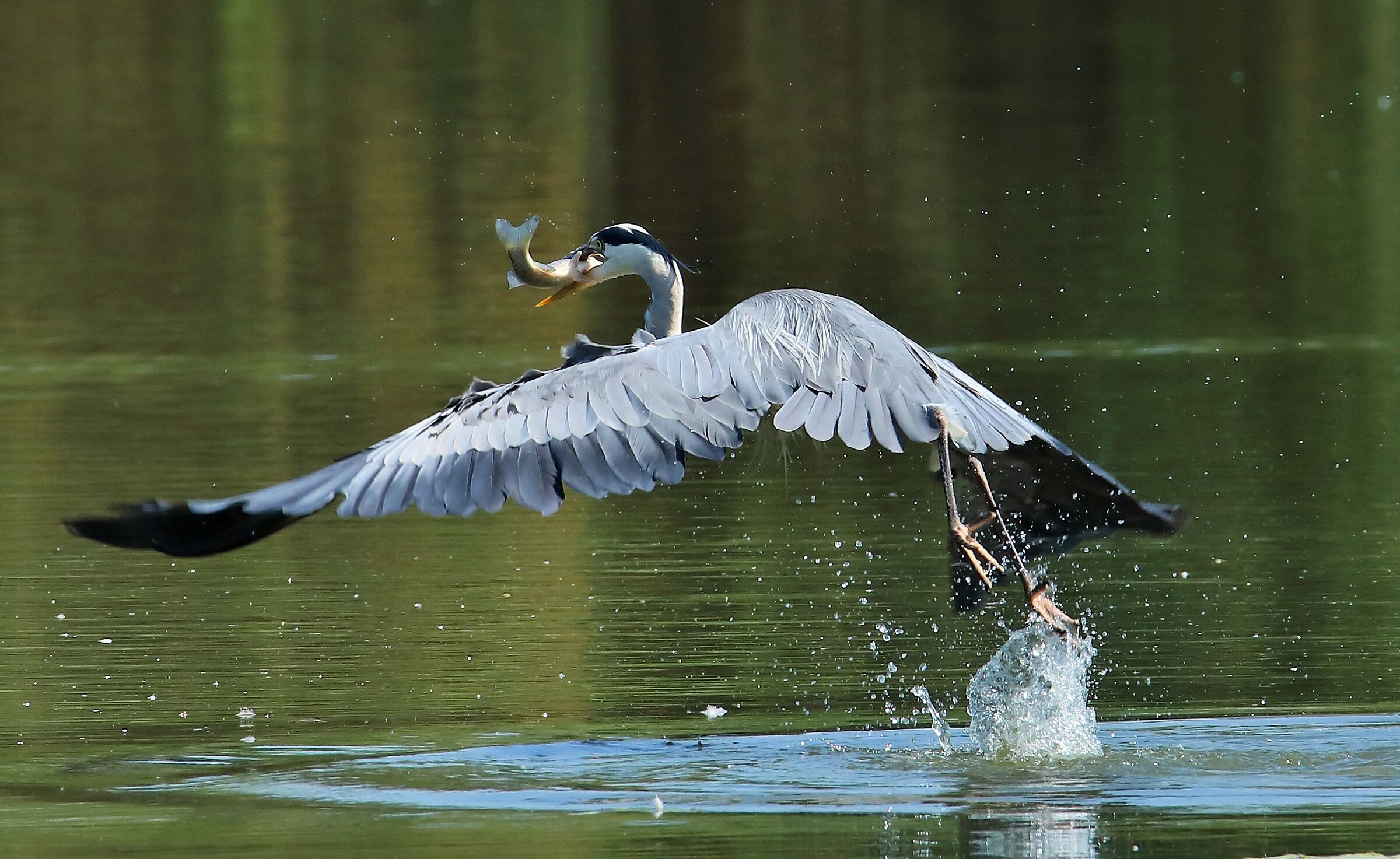 Ash heron with fish