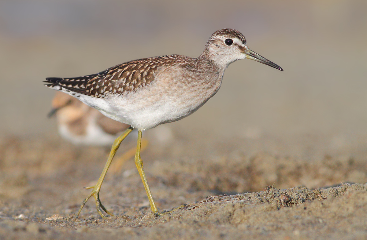 piro piro boschereccio