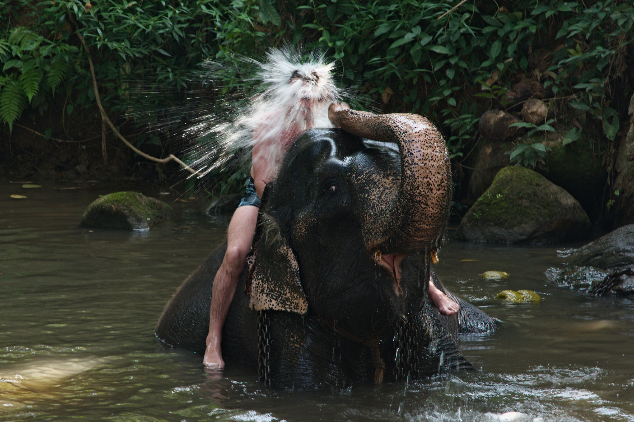 balneazione di un elefante?