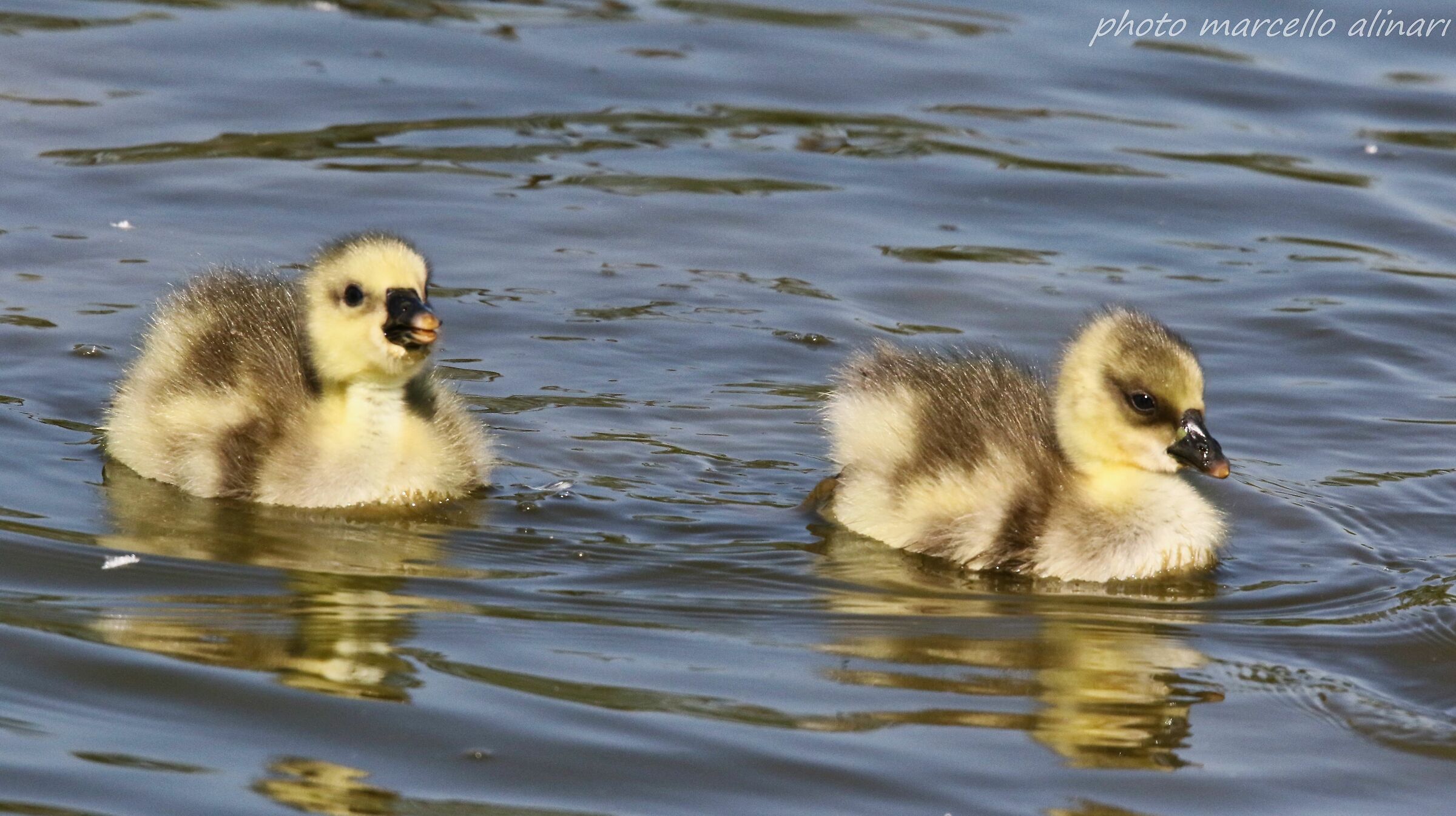 Ultimi arrivi delle oche cignoidi