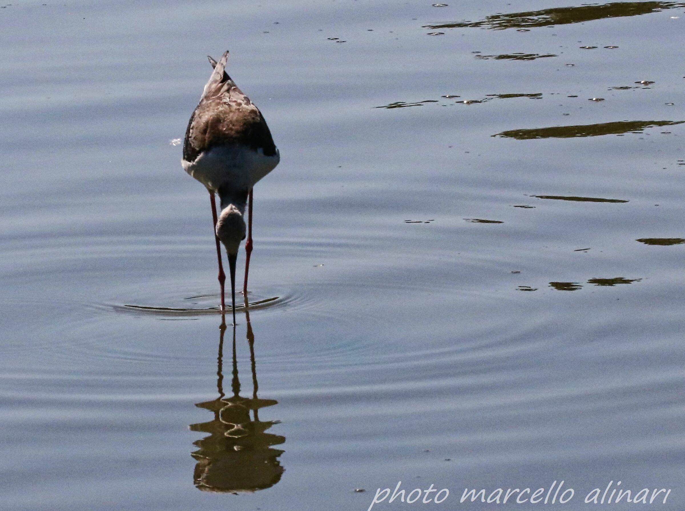 Cavaliere d'Italia quasi adulto