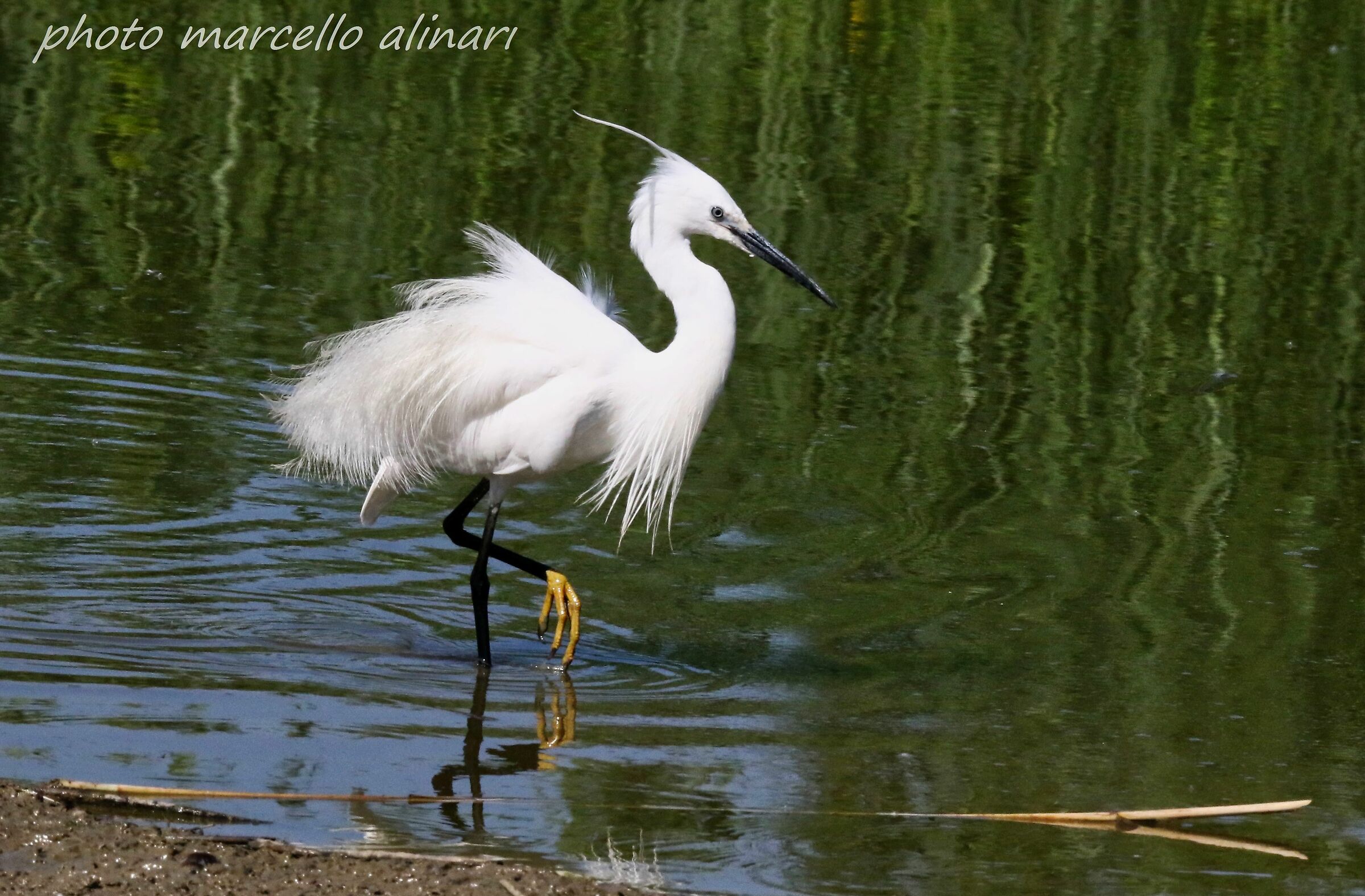 Egretta innervosita dalla Presenza di un Cav. d'Italia