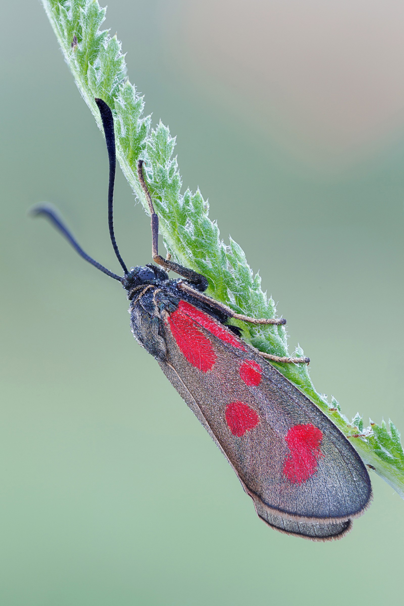 Zygaena falena