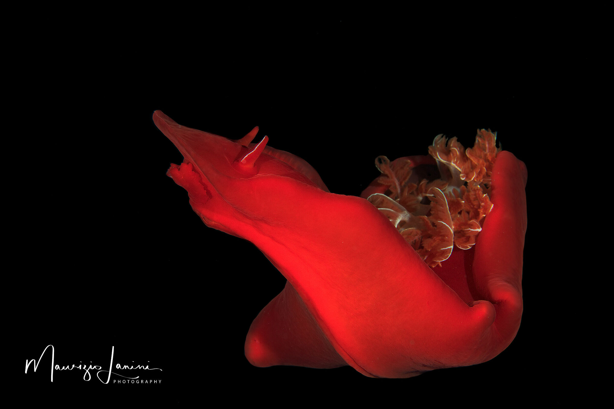 Spanish dancer, Ballerina