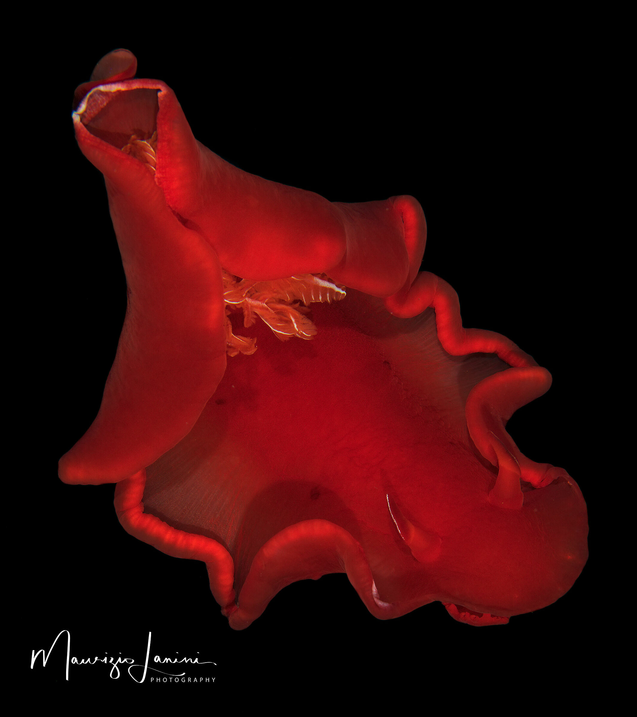 Spanish dancer, Ballerina spagnola