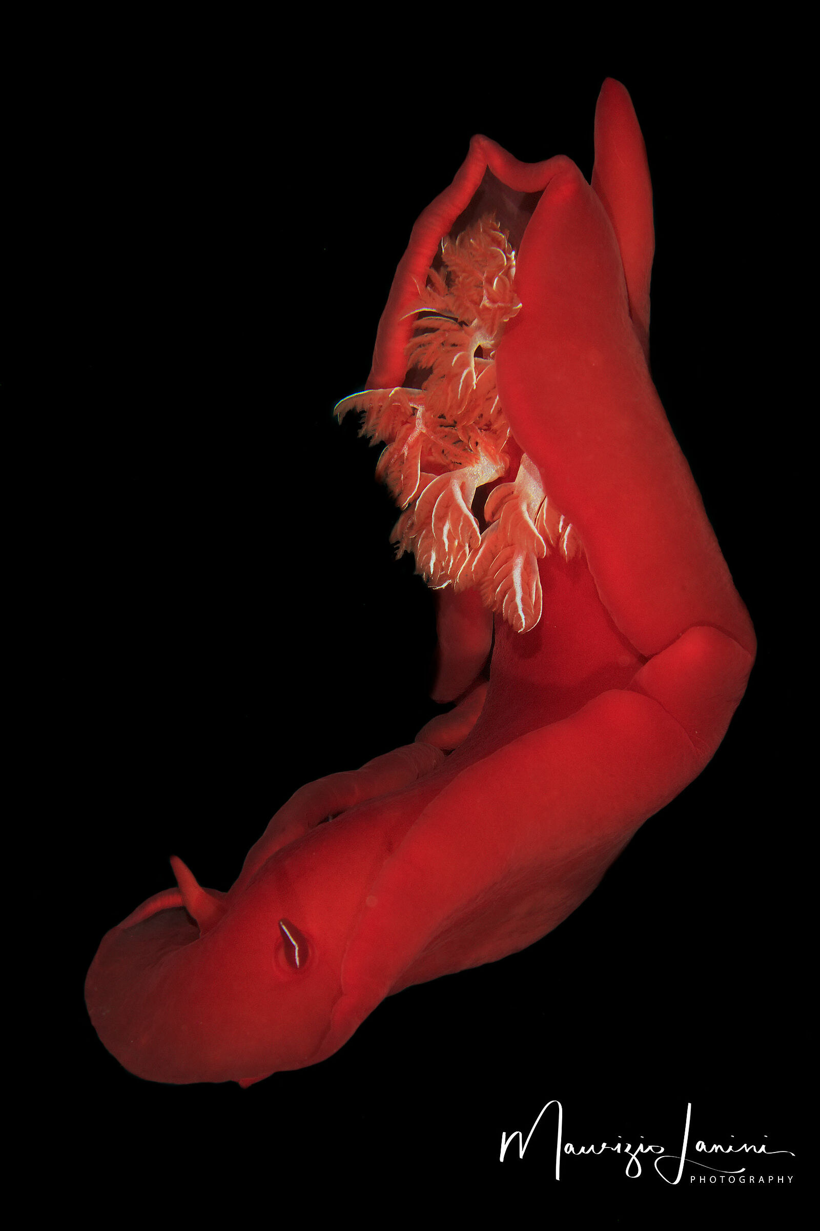 Spanish dancer, Ballerina spagnola