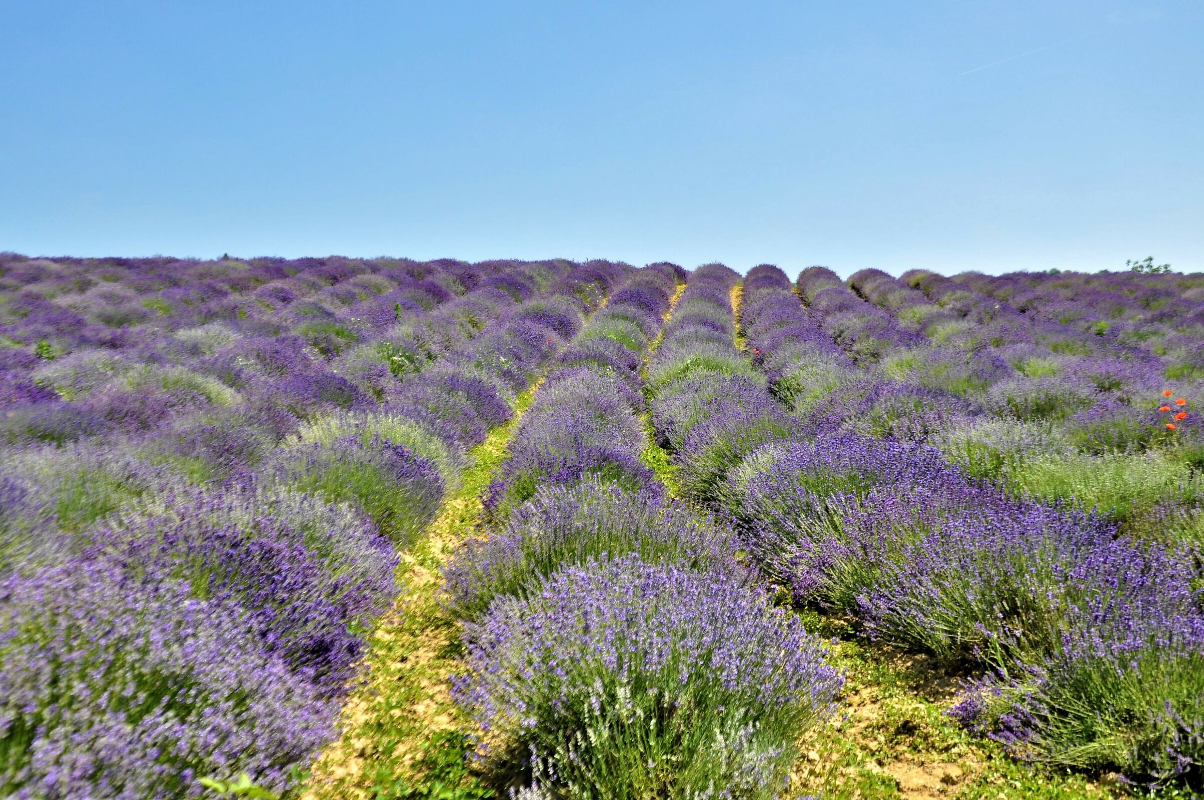 lavanda a Castelnuovo Don Bosco