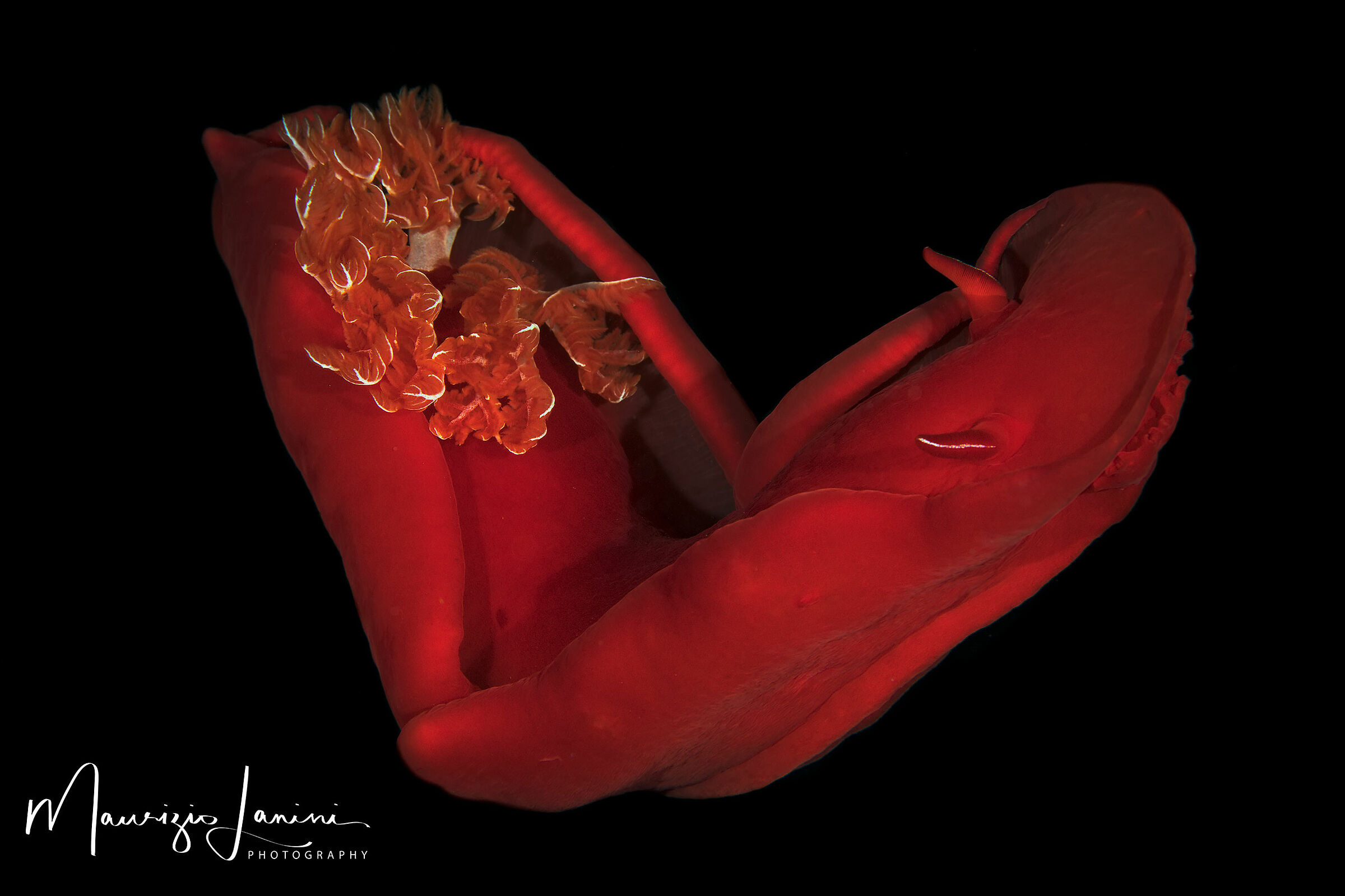 Ballerina spagnola, Spanish dancer