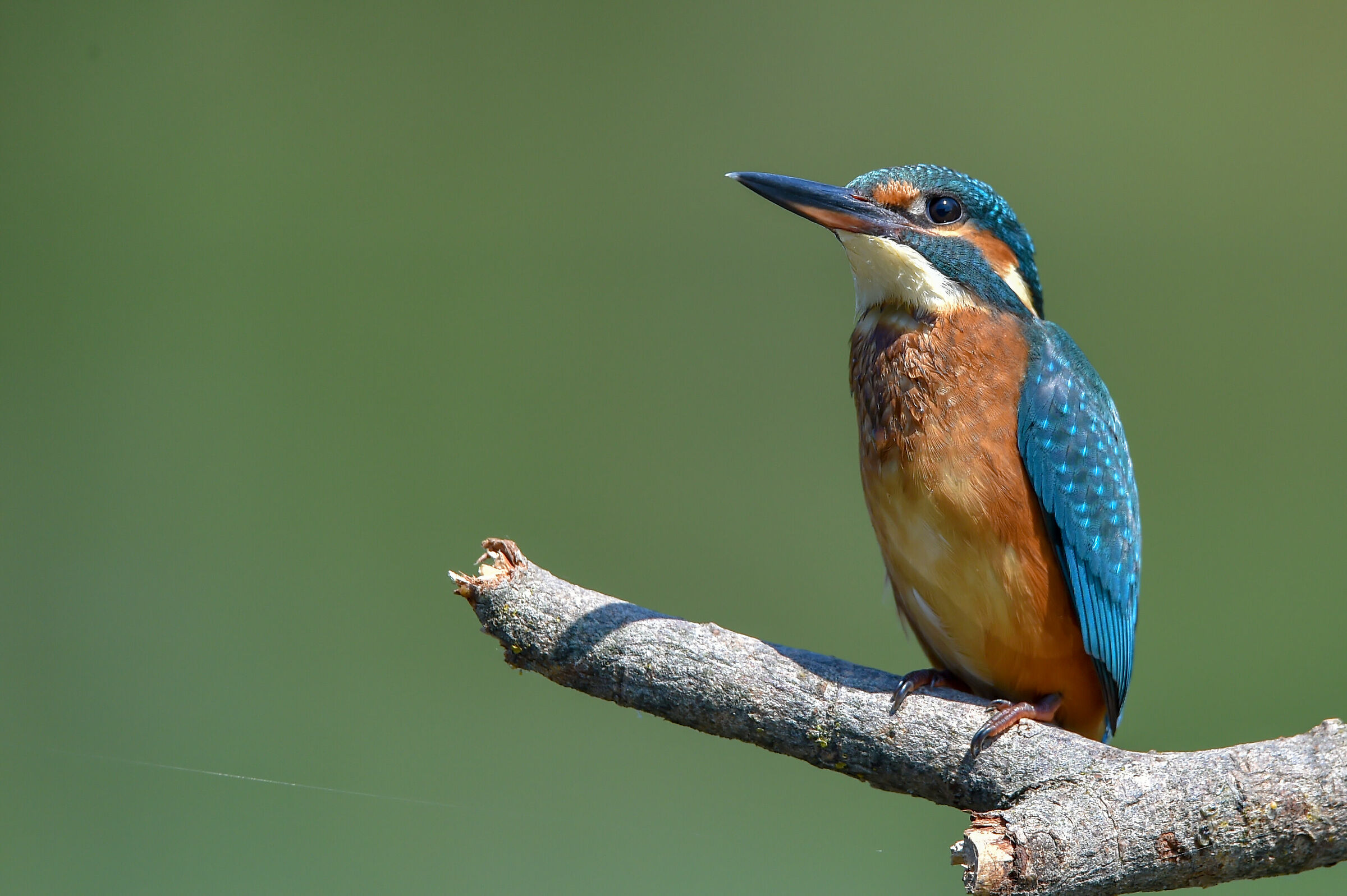Martinpescatore (Alcedo atthis)