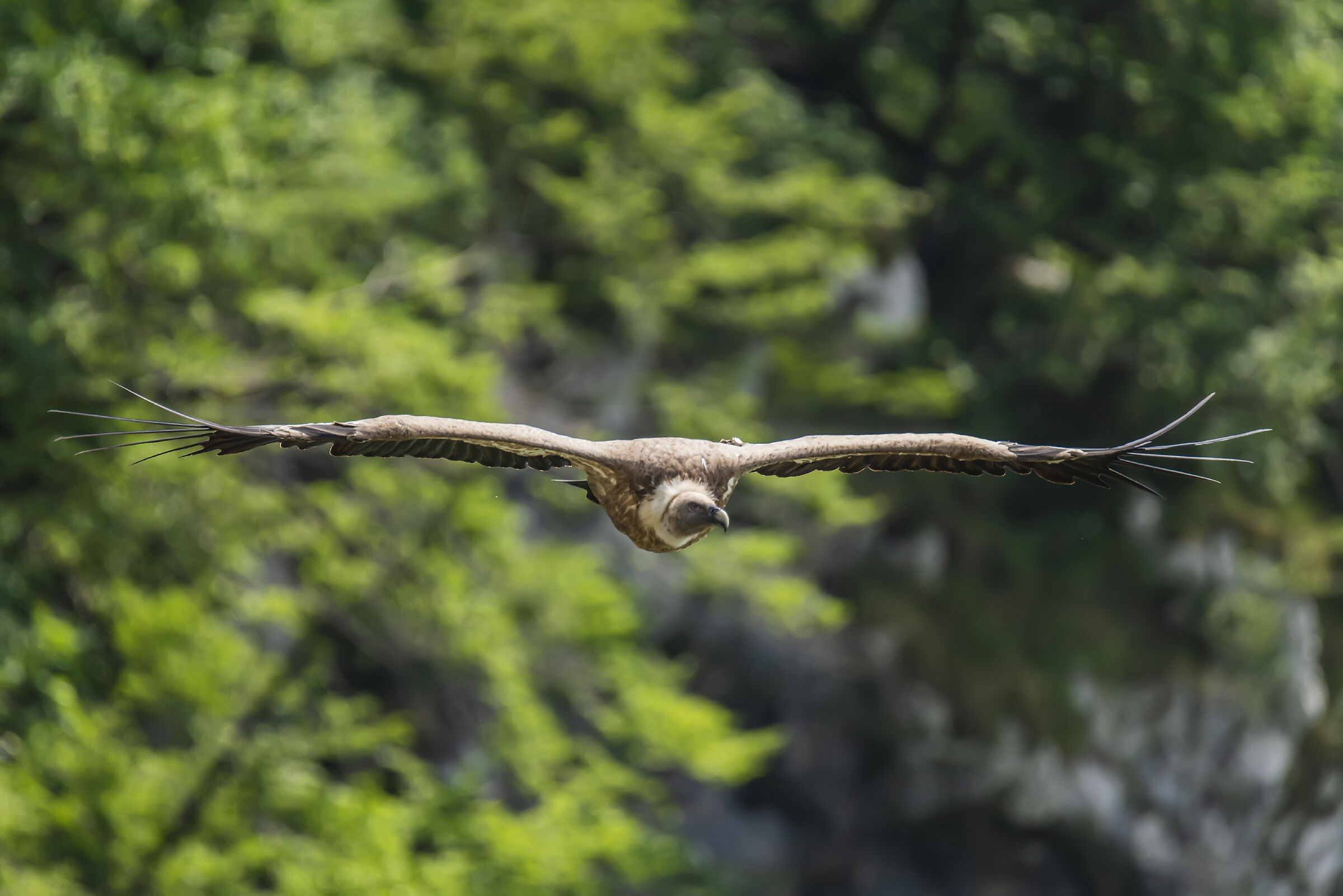 Griffin in flight