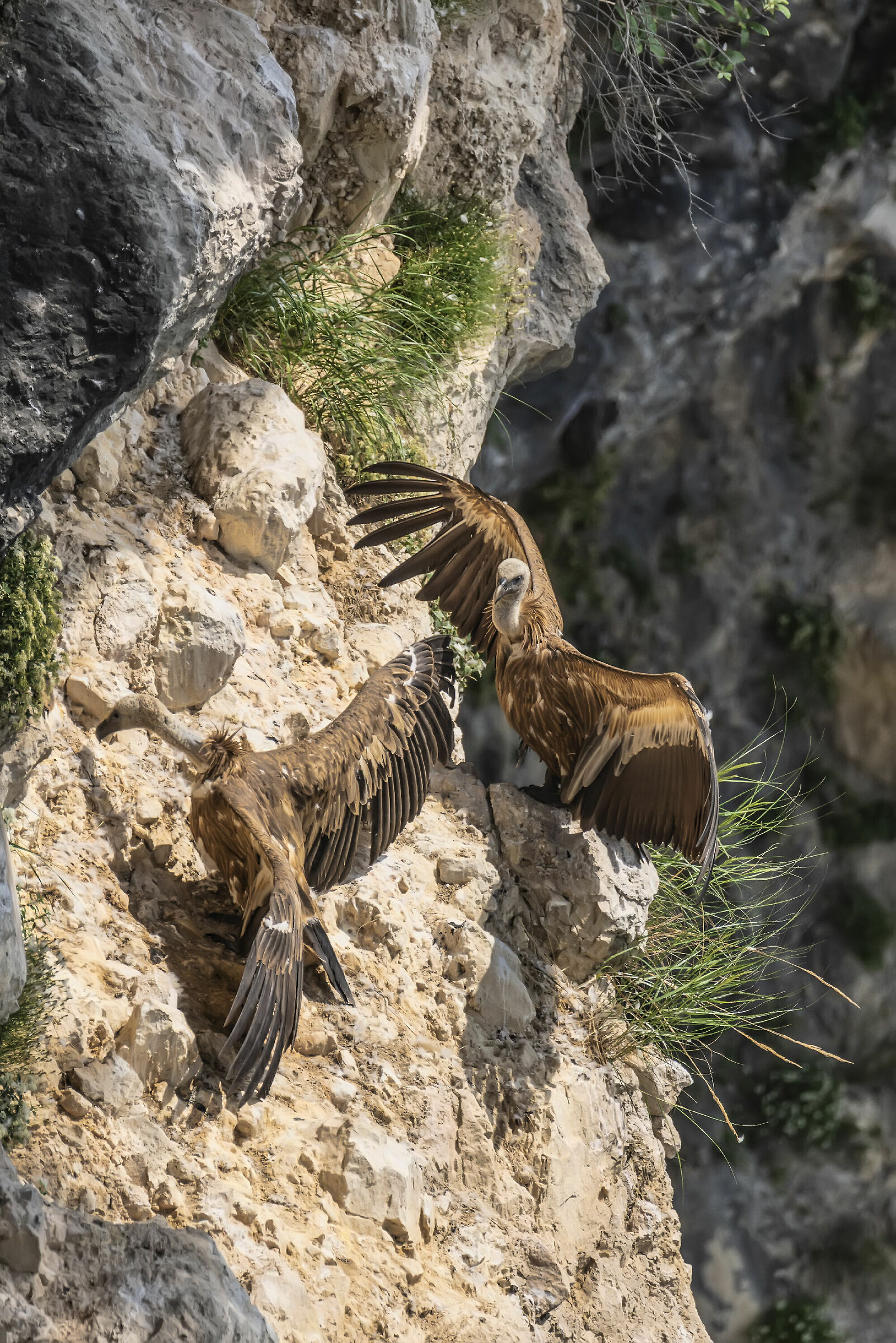 Griffins in the Sun