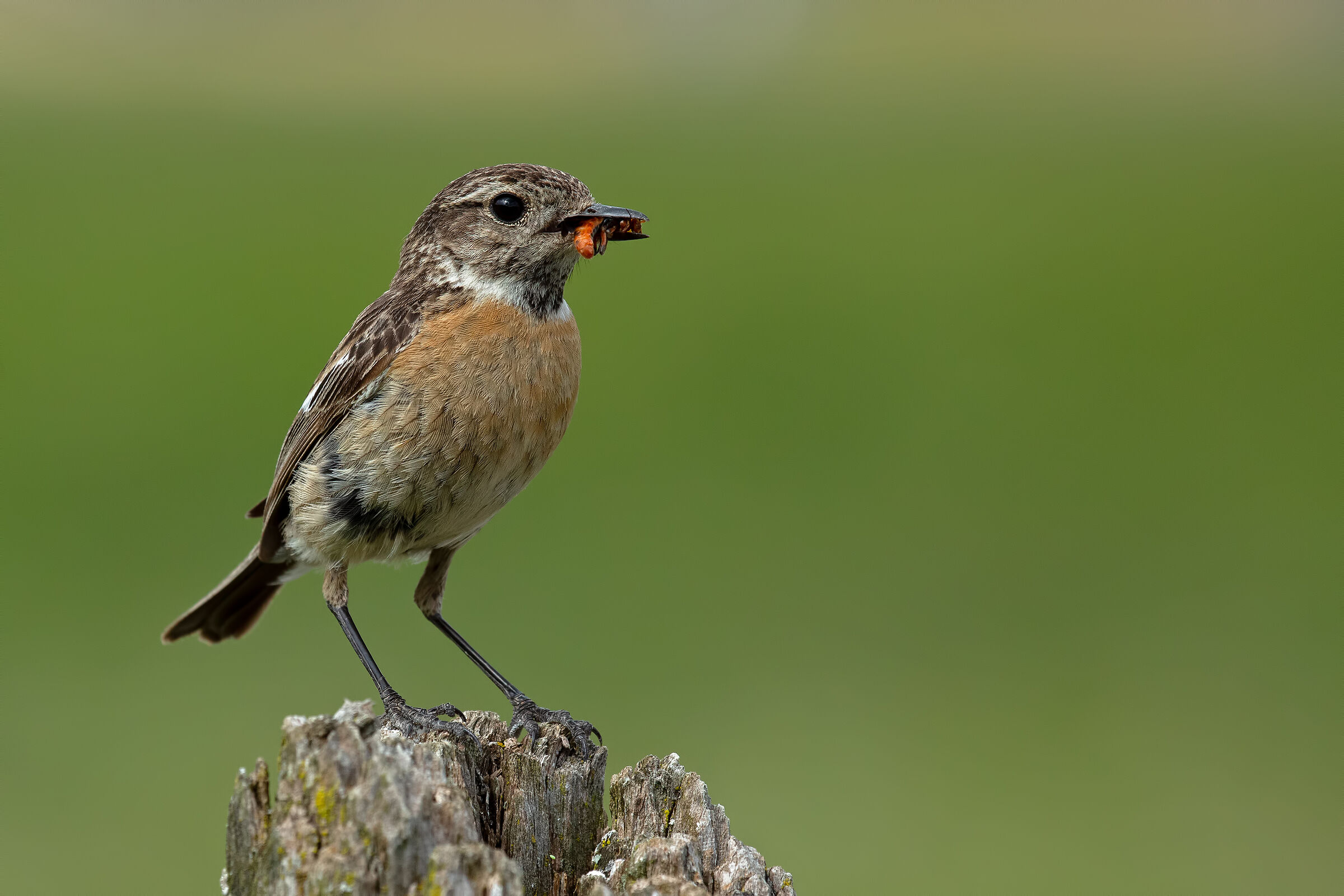 Saltimpalo (f)- European Stonechat