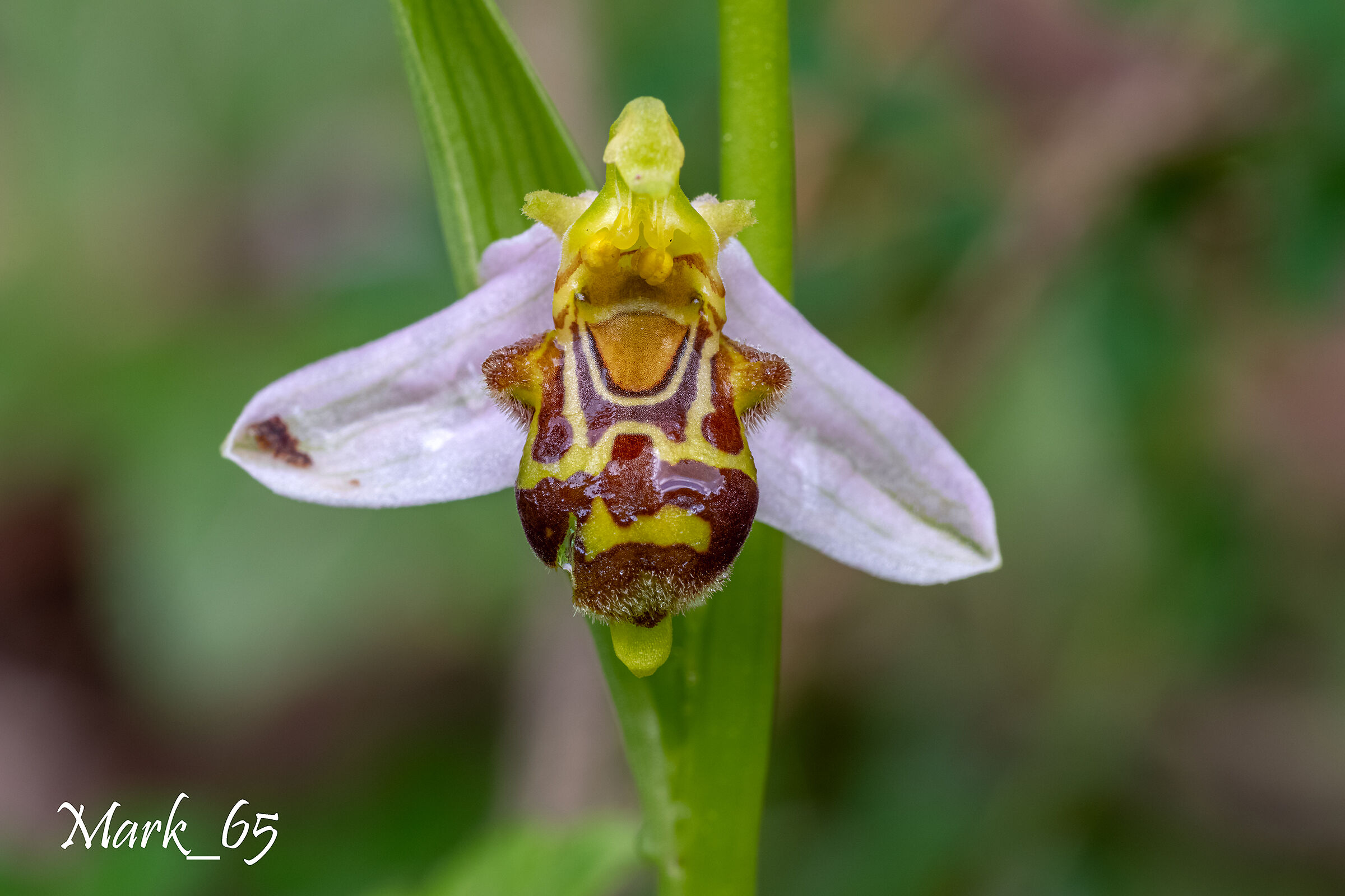 ophrys apifera