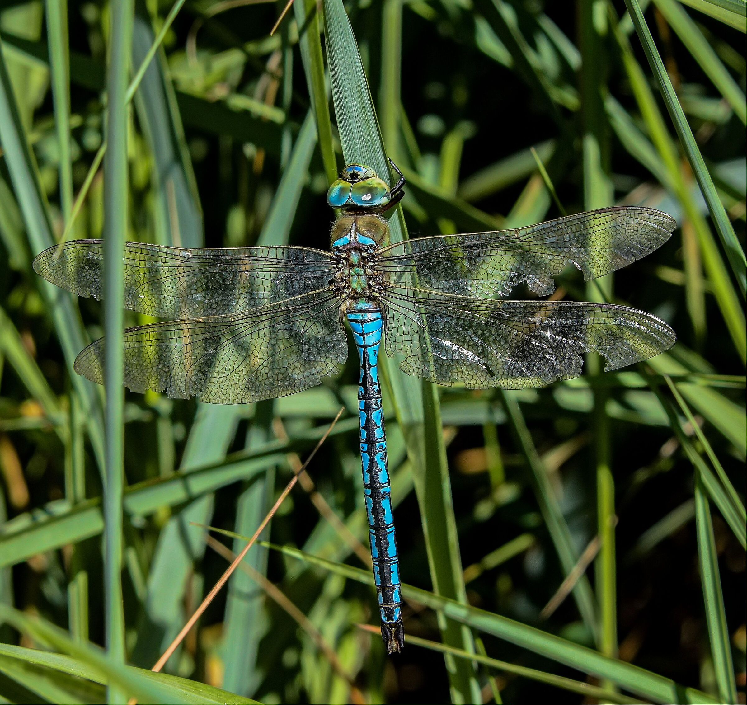 Anax imperator