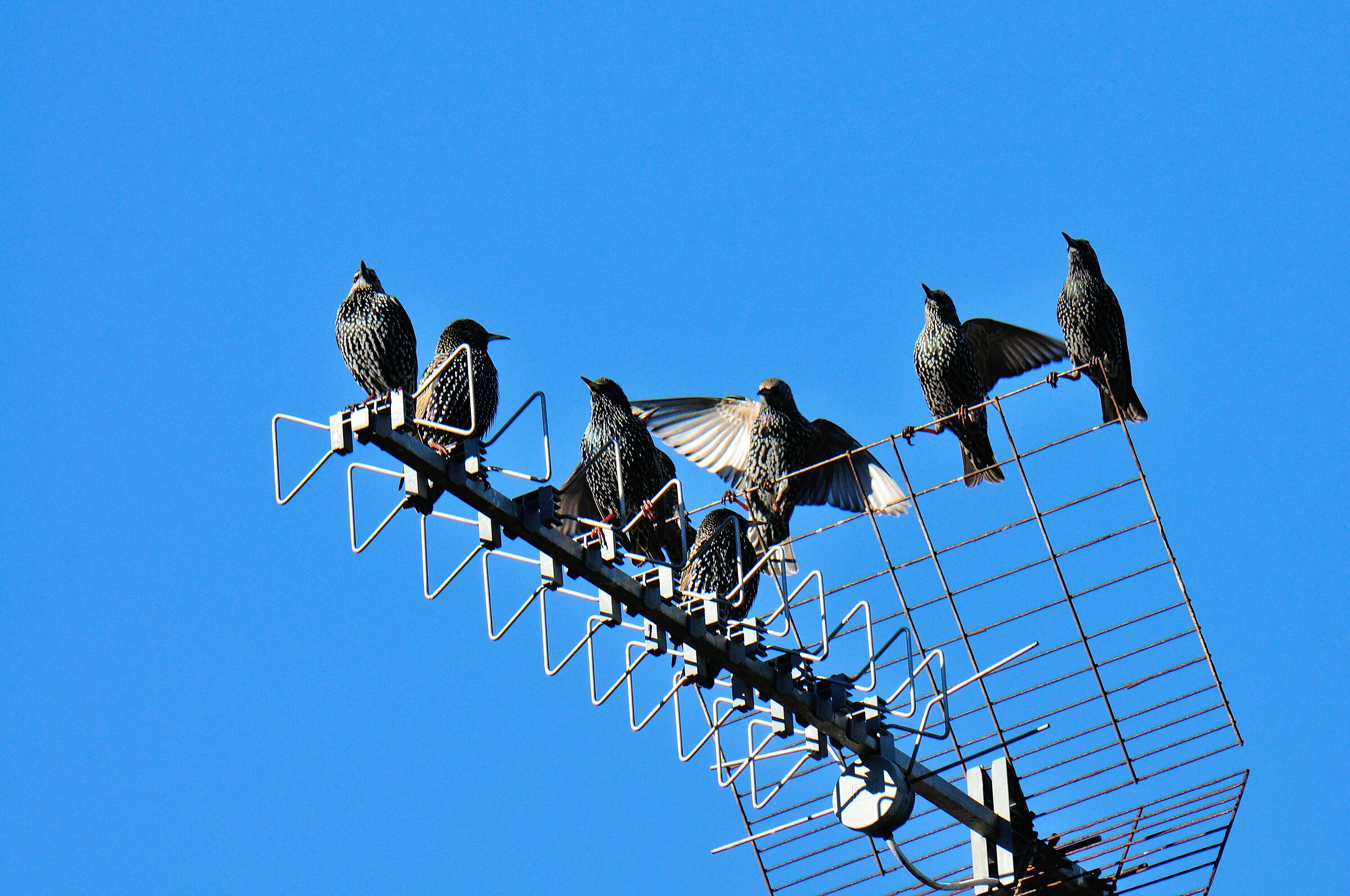 Si discute sull'antenna condominiale...