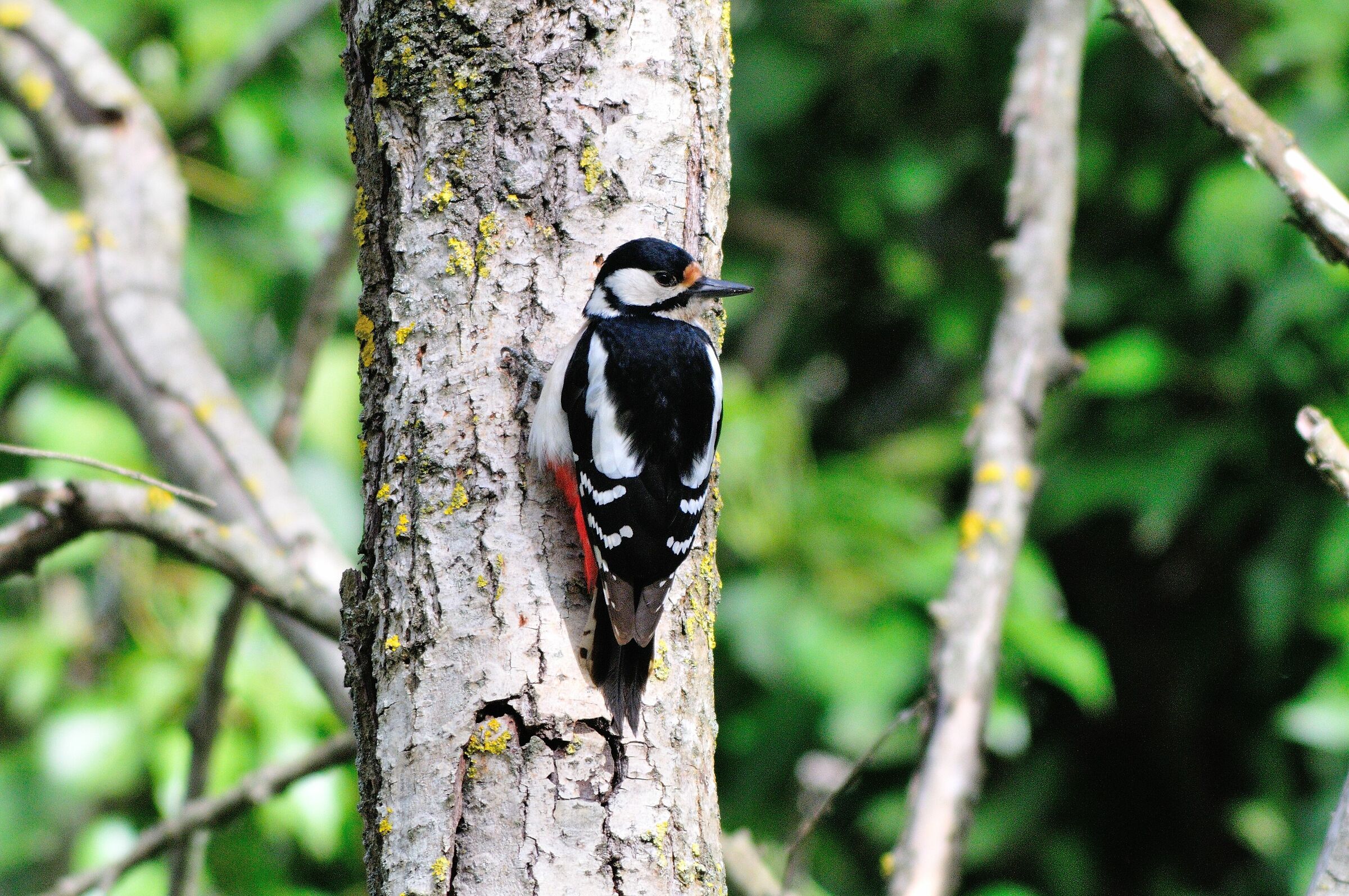 Picchio rosso maggiore