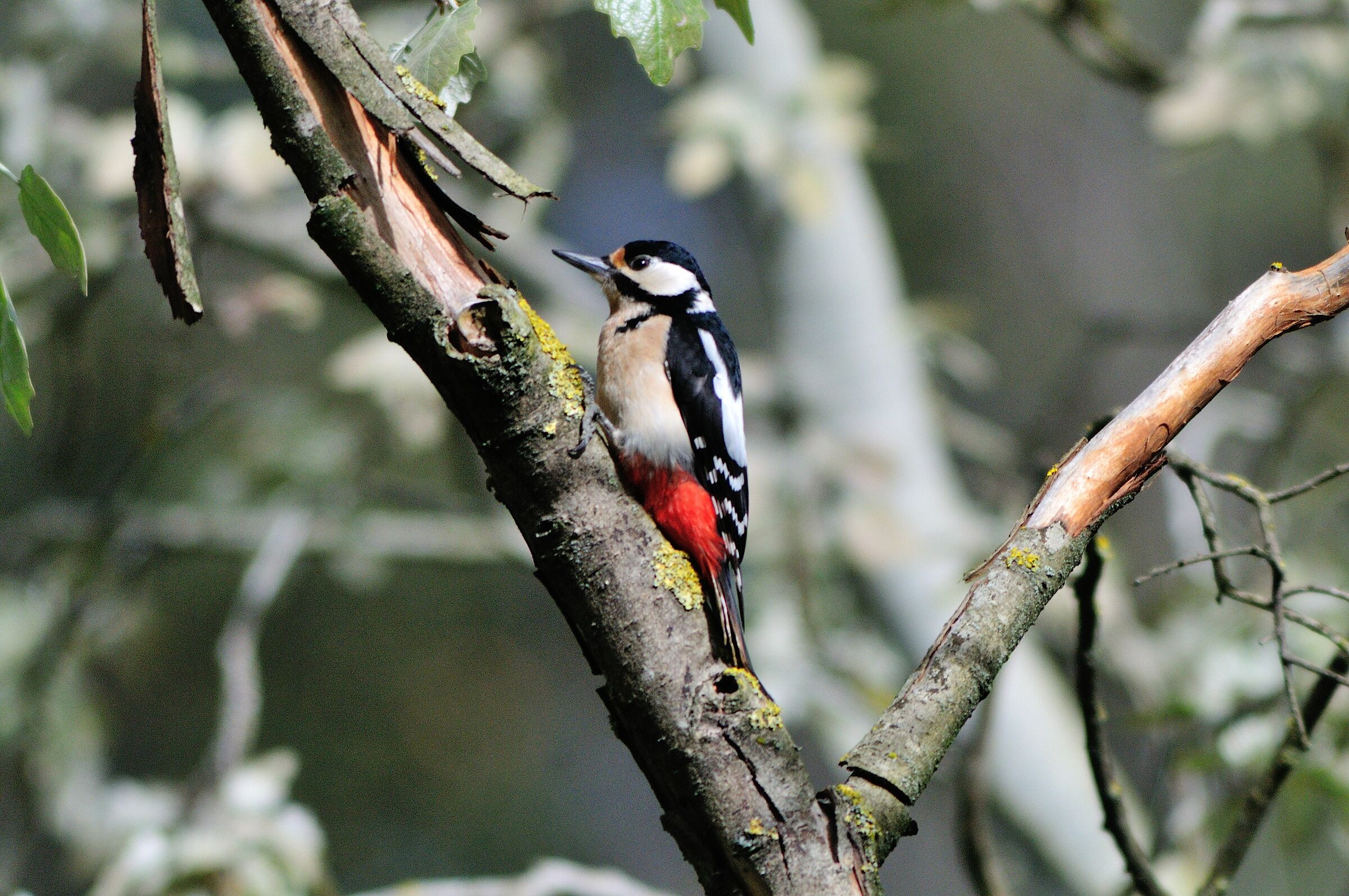 Picchio rosso maggiore