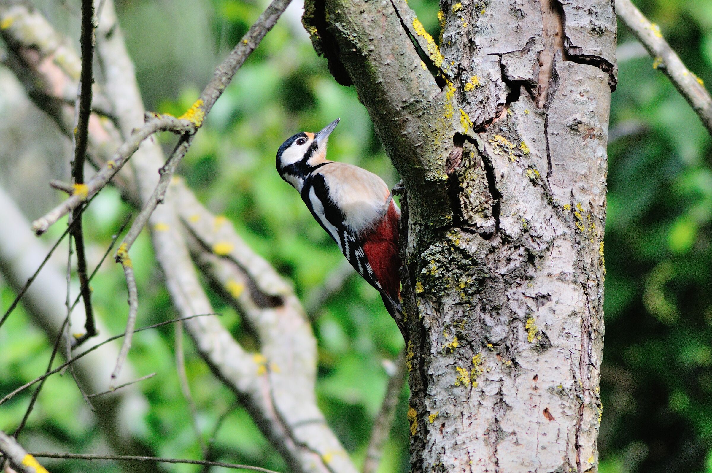 Picchio rosso maggiore