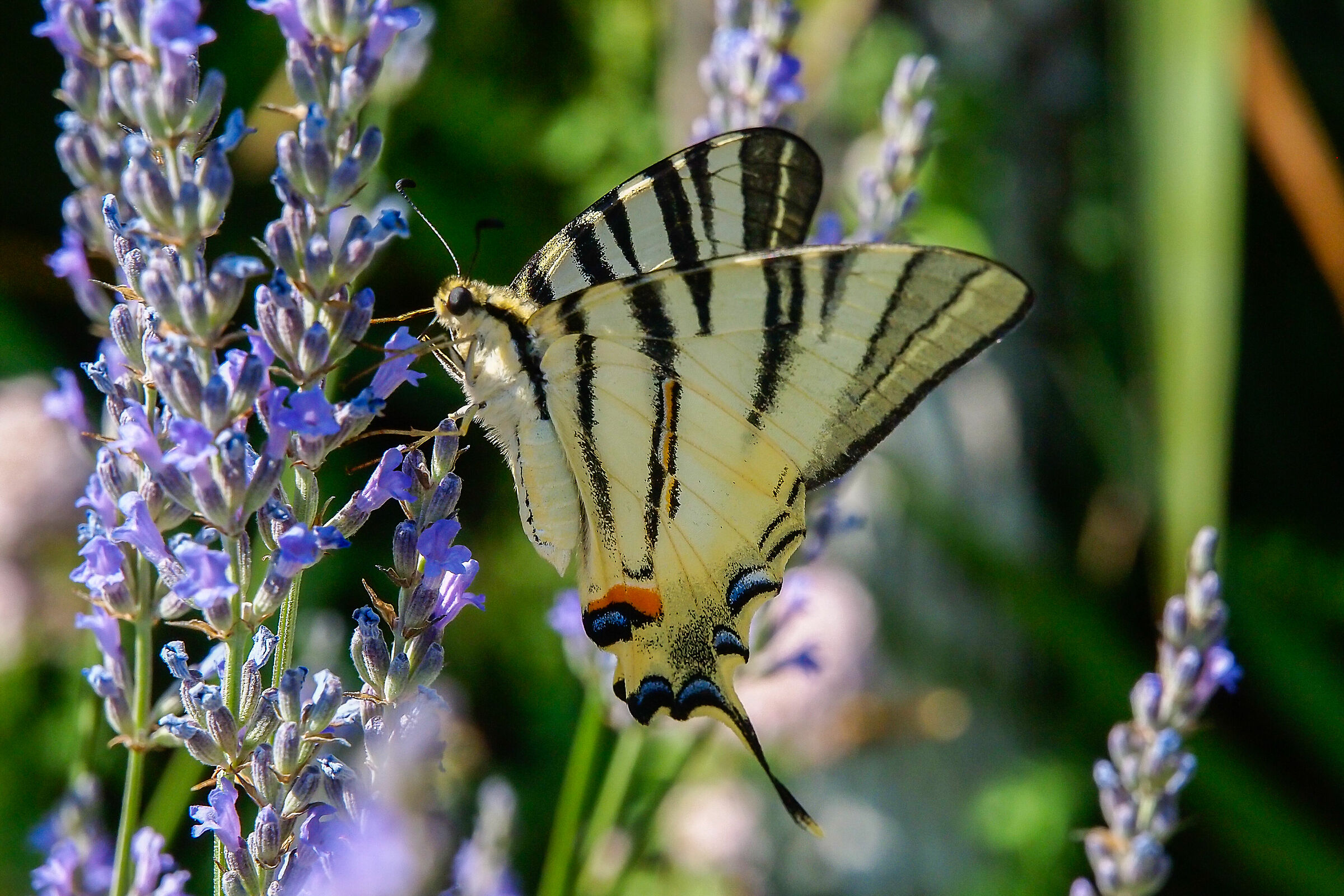 Farfalla gialla coda di rondine, podalirius Iphiclides