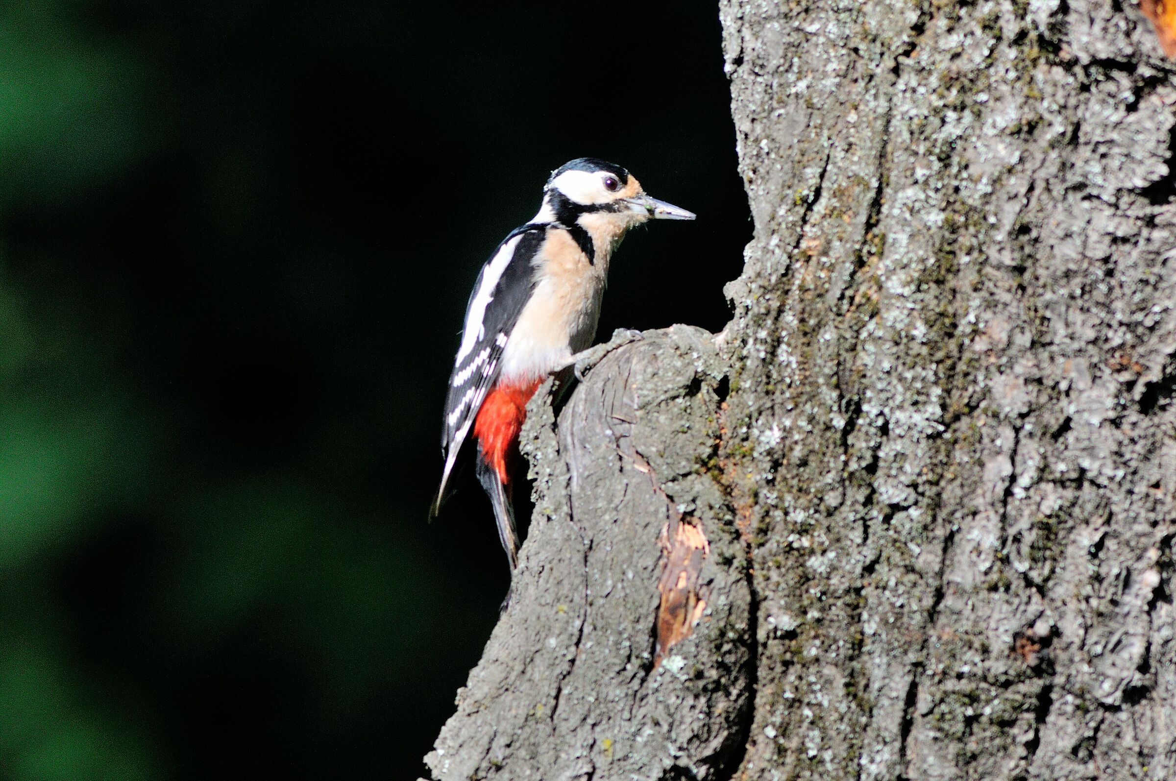 Picchio rosso maggiore