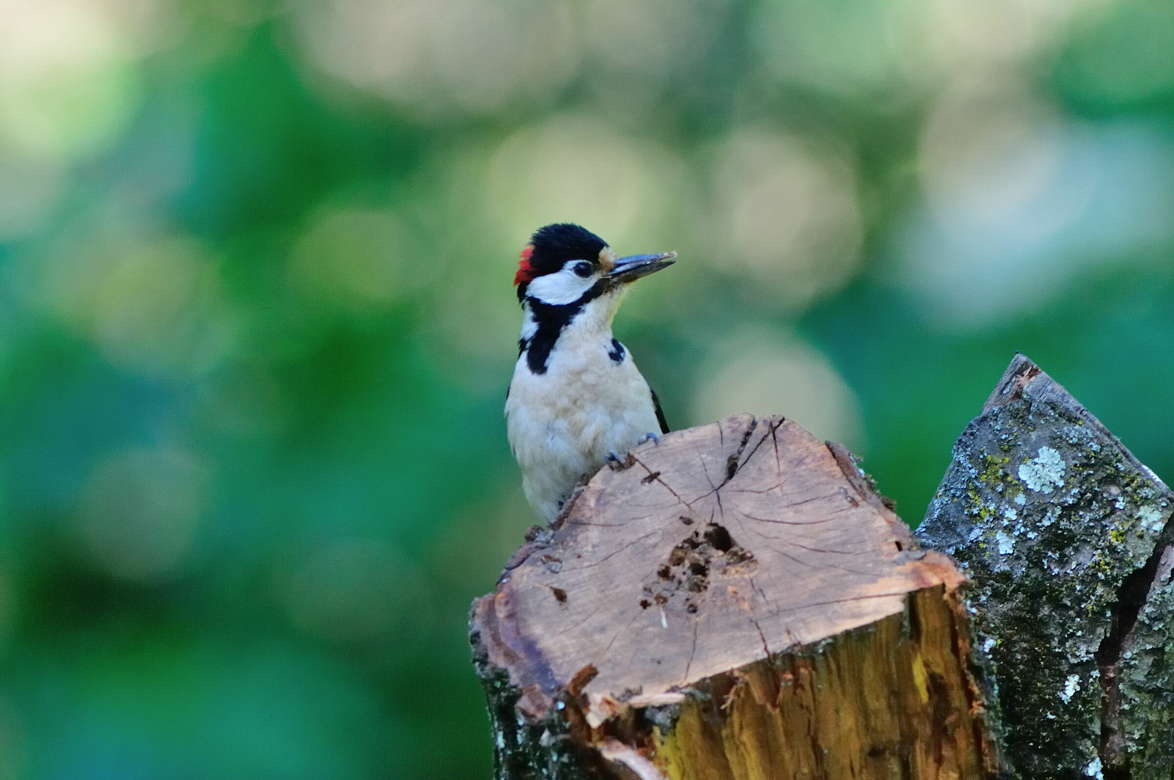 Picchio rosso maggiore