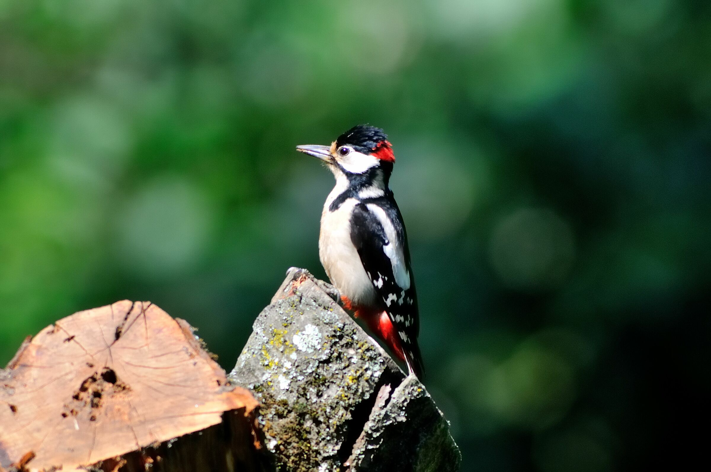 Major red woodpecker