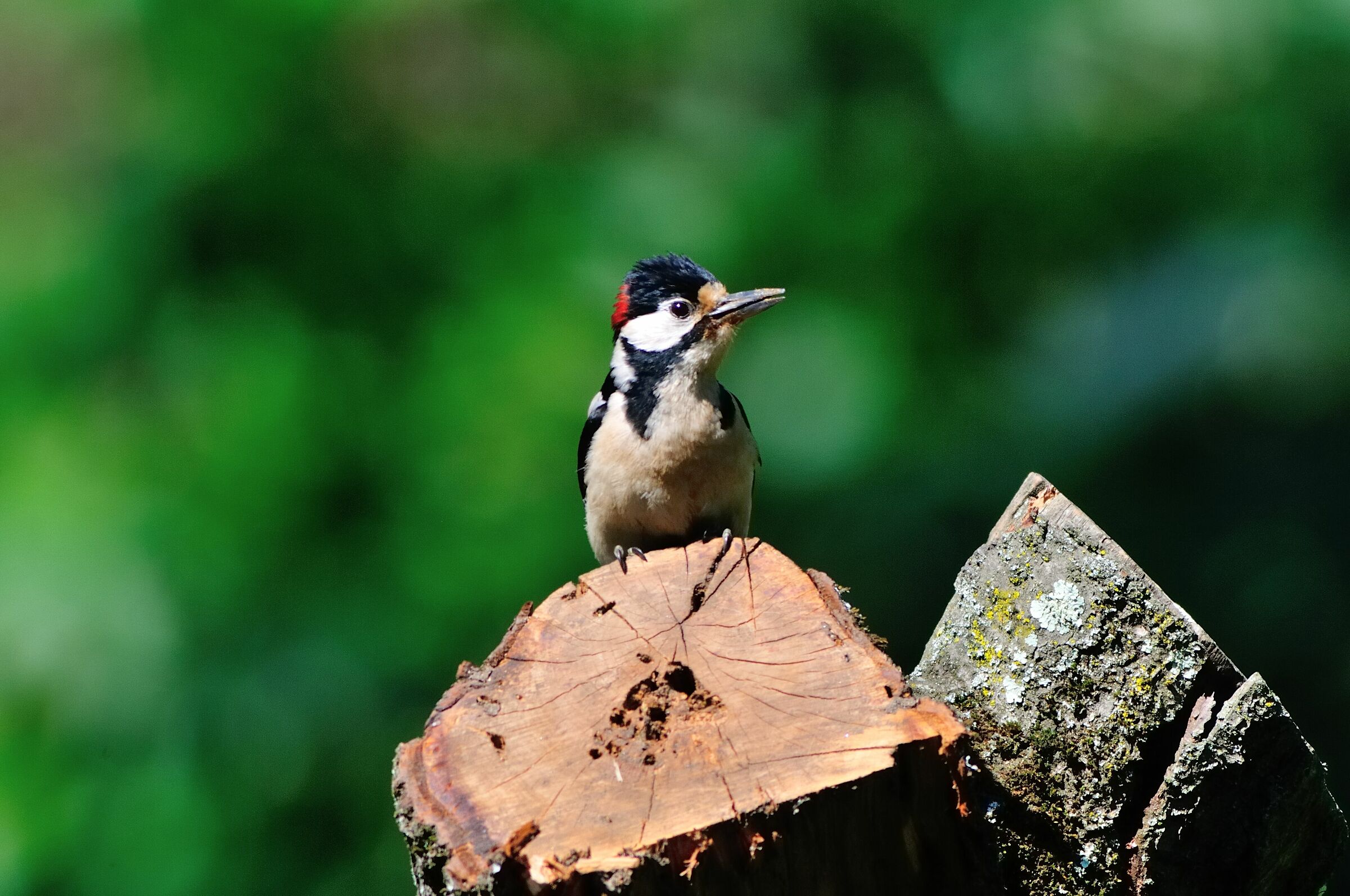 Picchio rosso maggiore