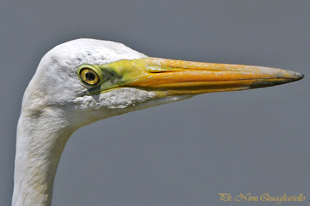 Airone bianco maggiore