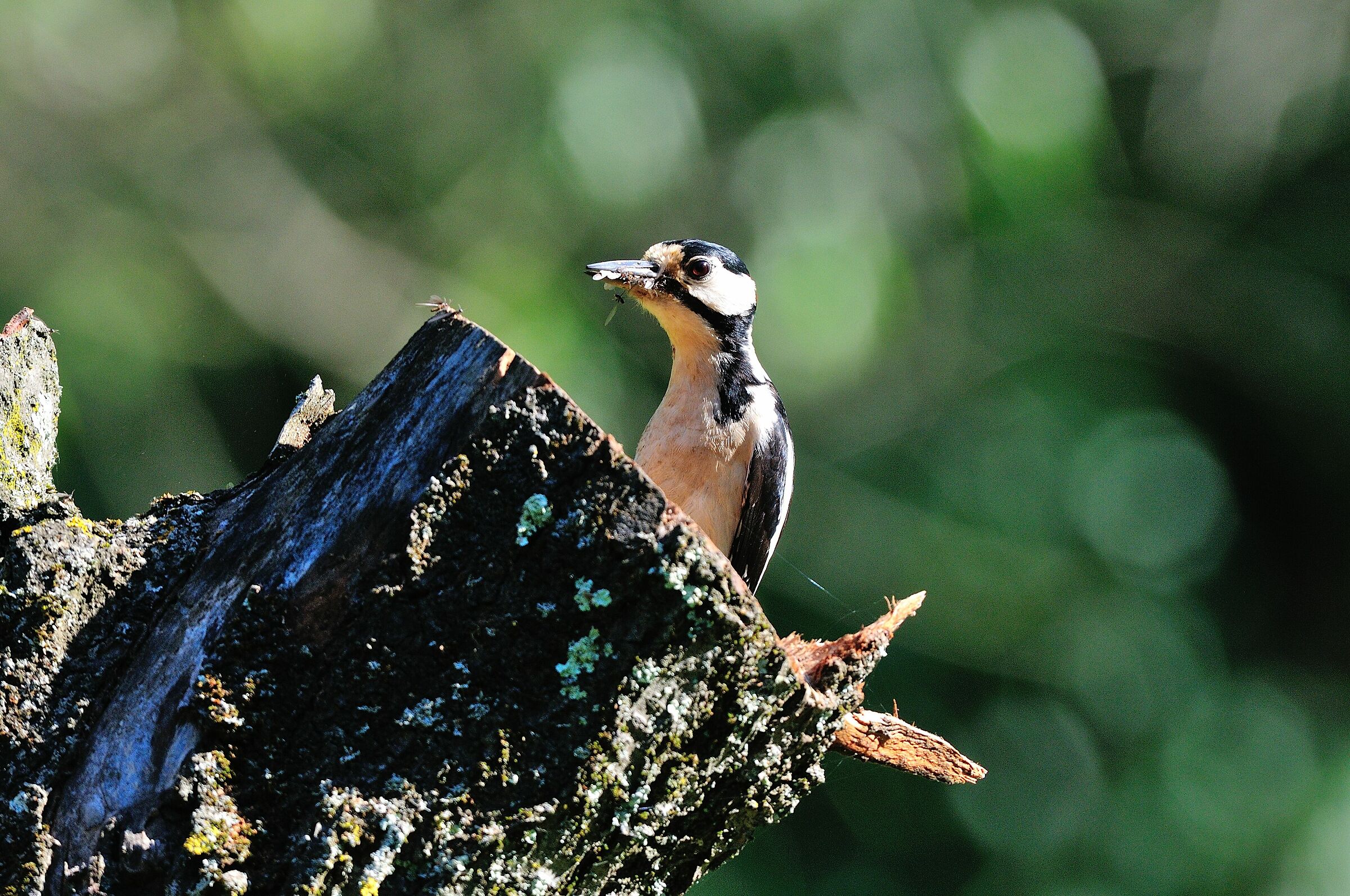 Picchio rosso maggiore