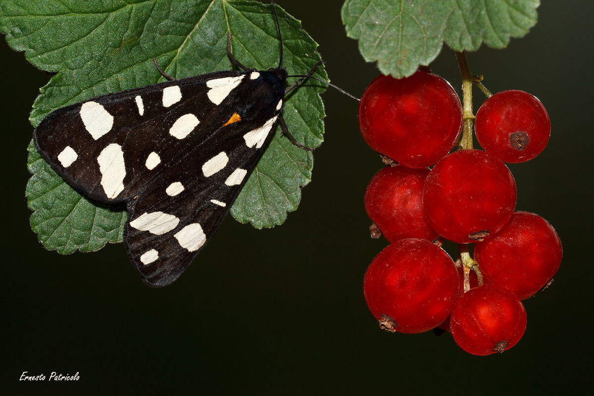 Hexapoda Lepidoptera Arctiidae Arctia villica